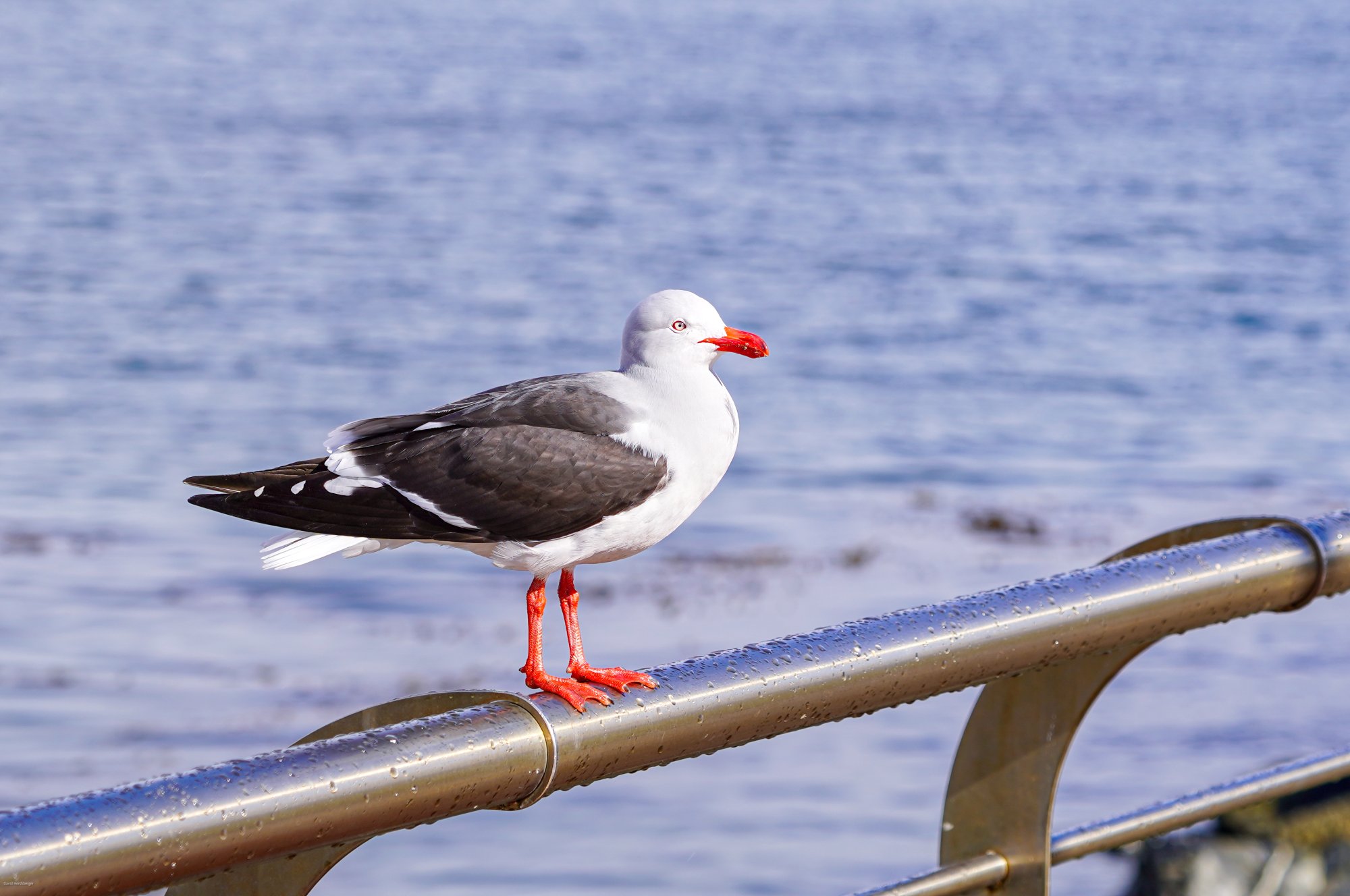 Dolphin Gull.jpg