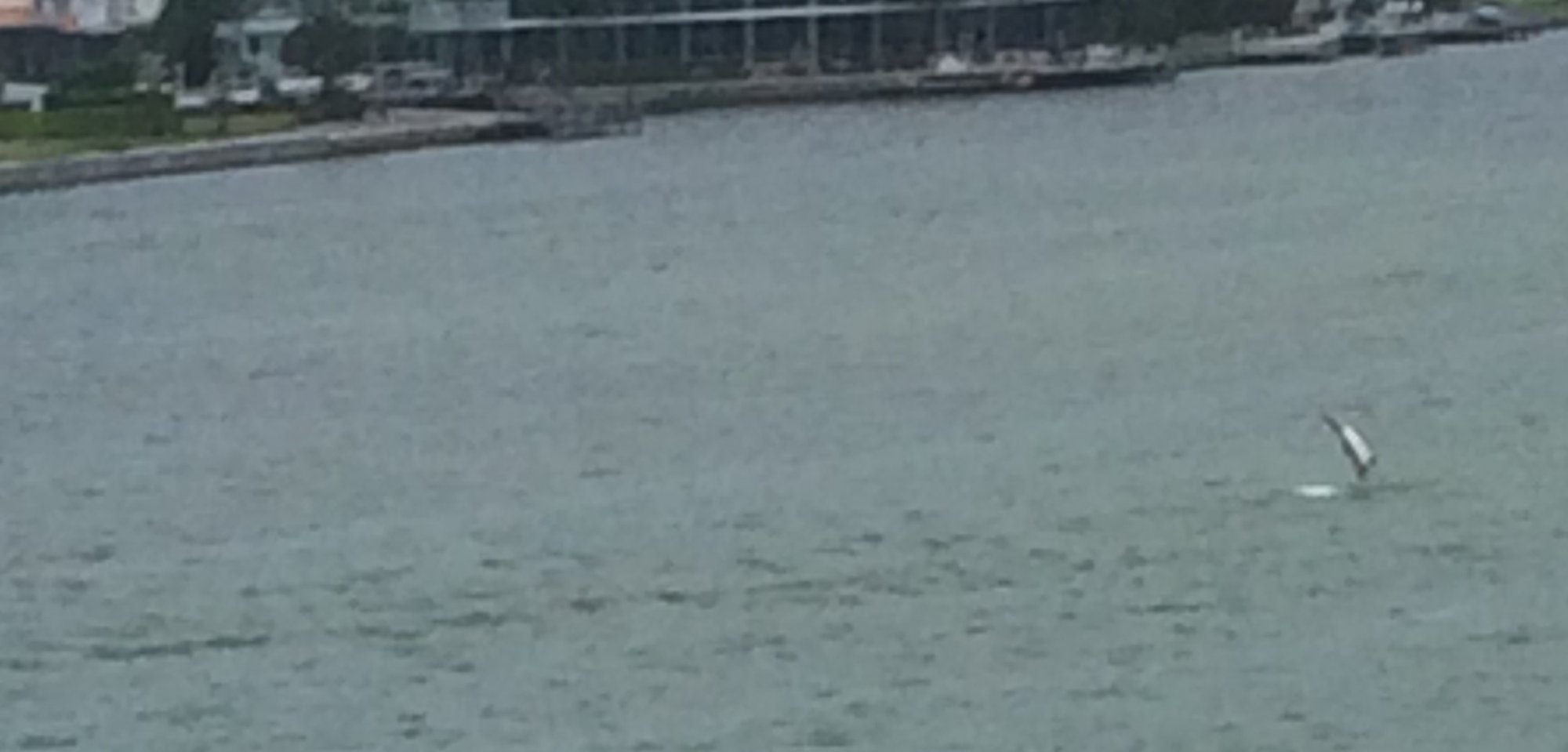 dolphin may5 (2).jpg