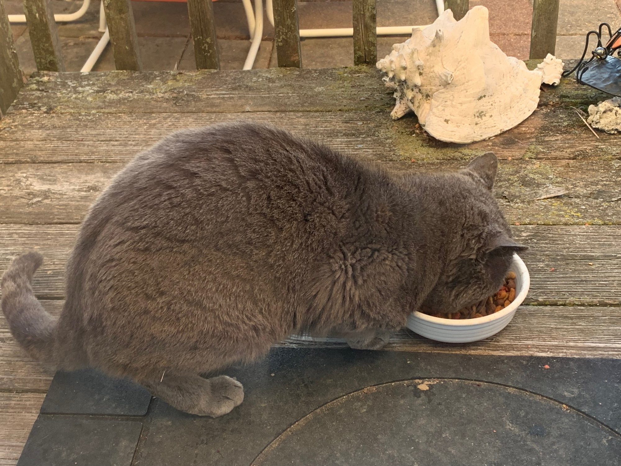 Dorian Gray eating on the back porch.jpeg