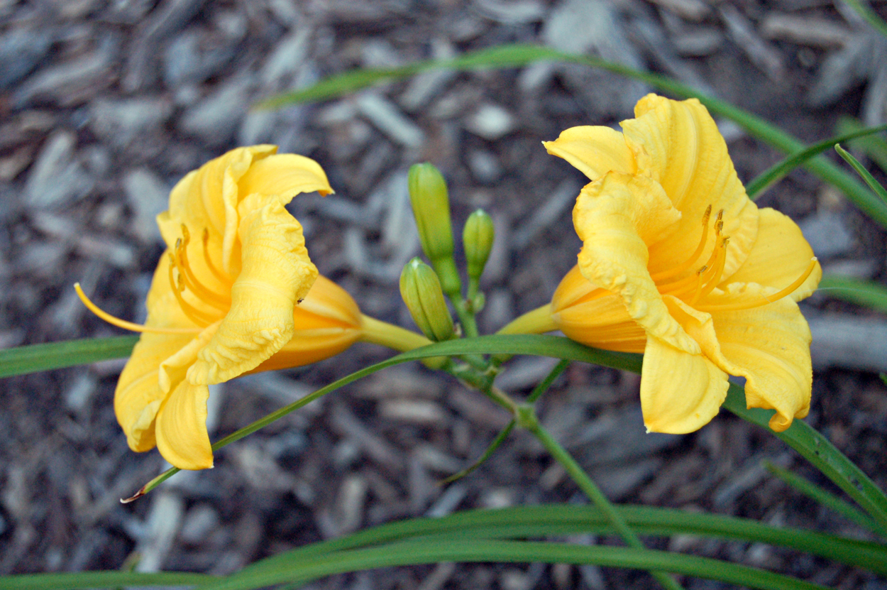 Double yelloe flower.jpg