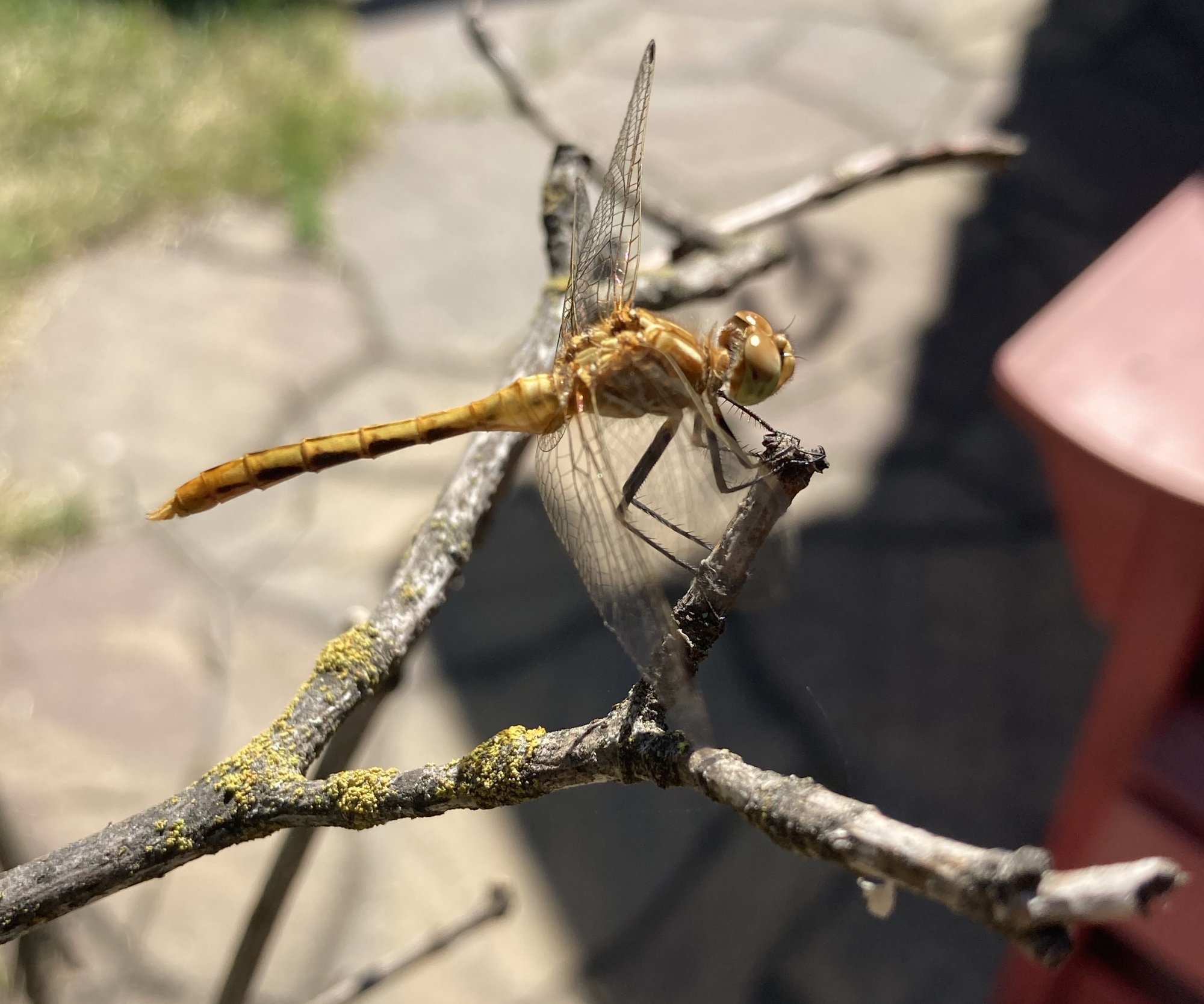dragon_fly.jpg