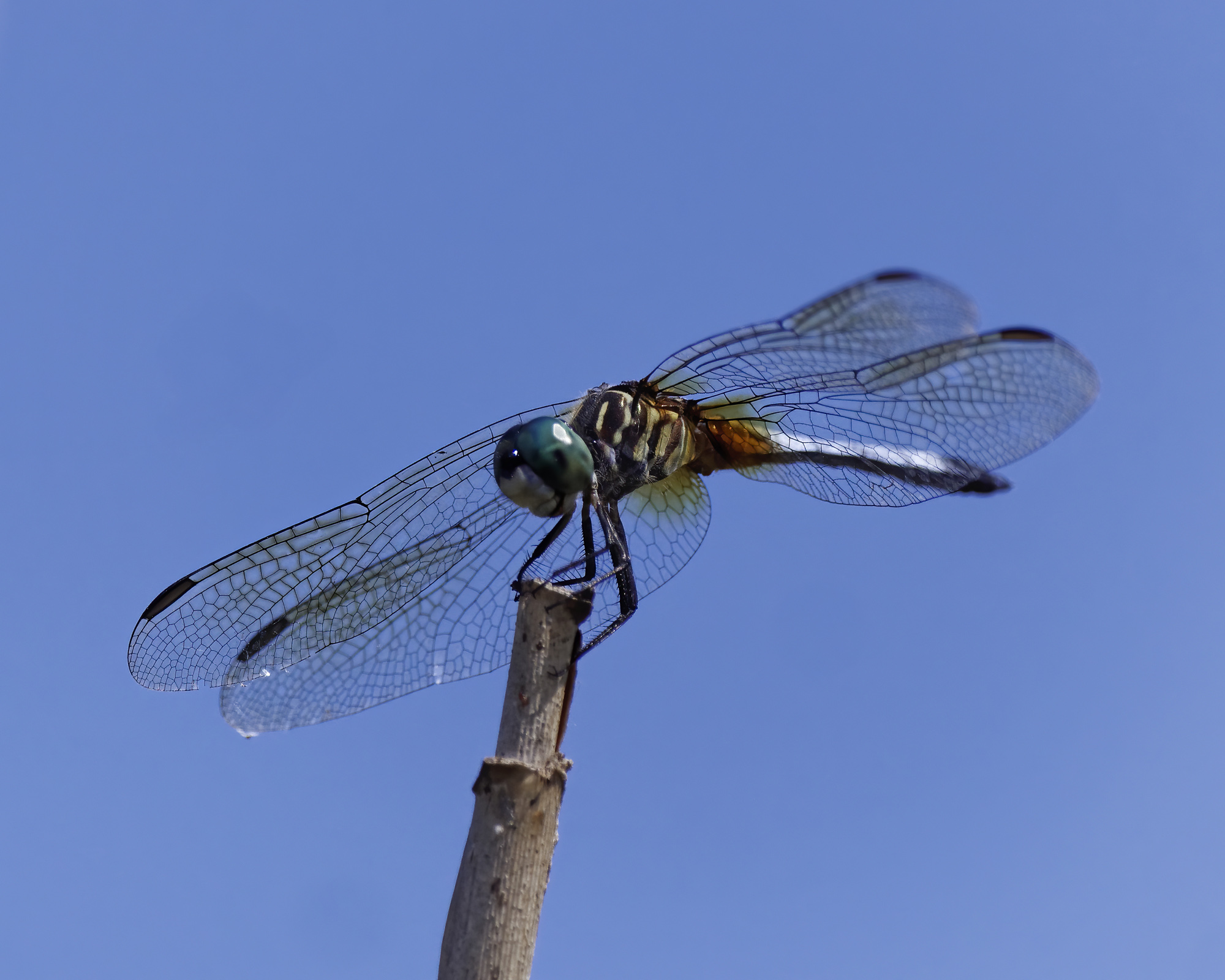 Dragonfly montezuma12k.jpg