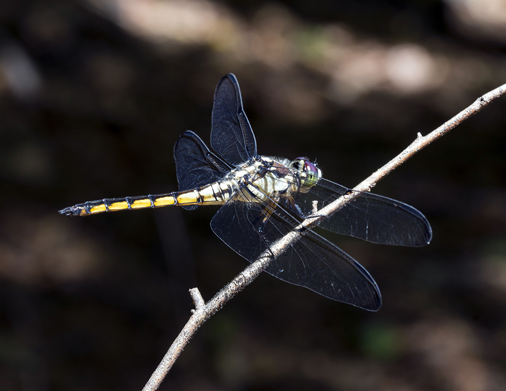 dragonfly51024.jpg