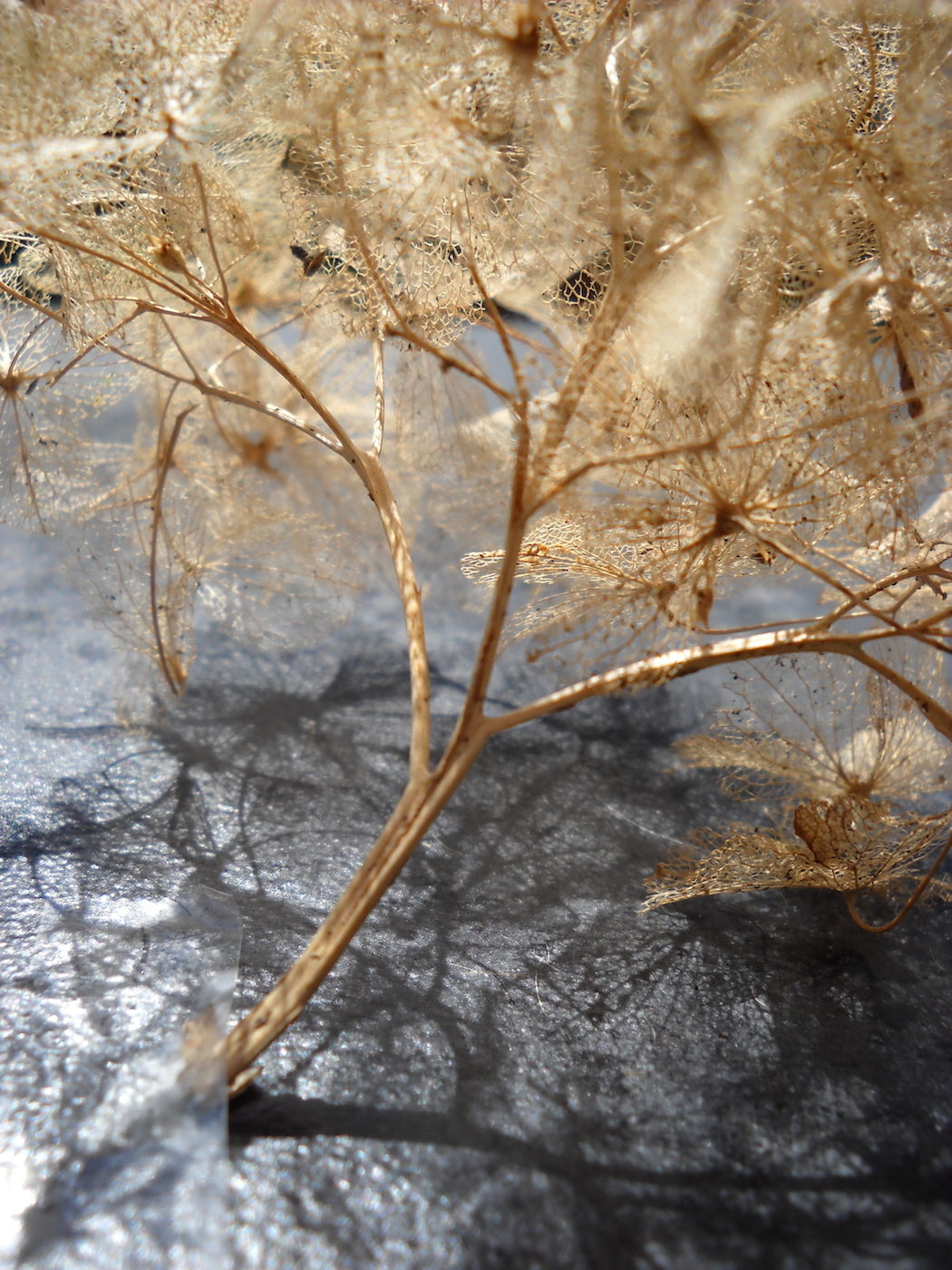 Dried Hydrangea-4.jpg