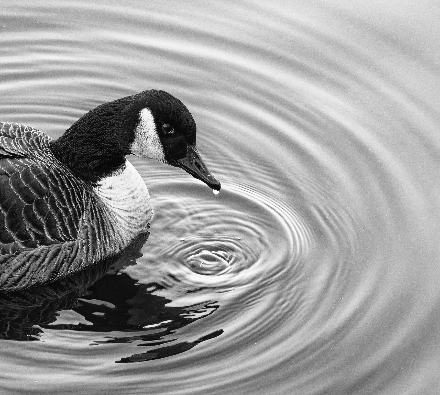  Drippy Goose 2 B&W.jpeg