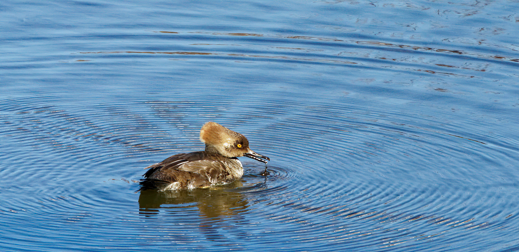 Drippy Hooded Merganser.jpeg