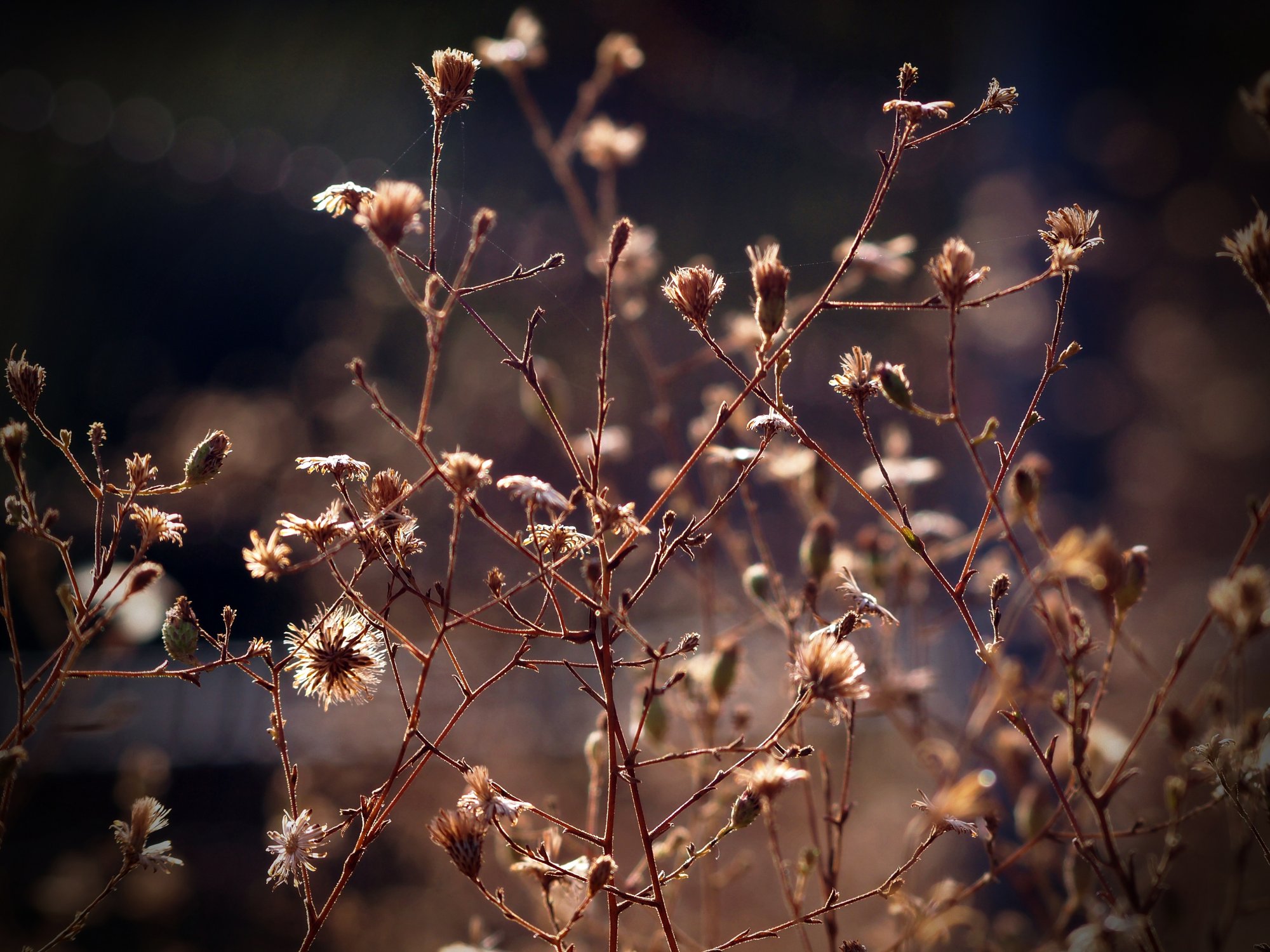 dry flowers airy px xv2.jpg