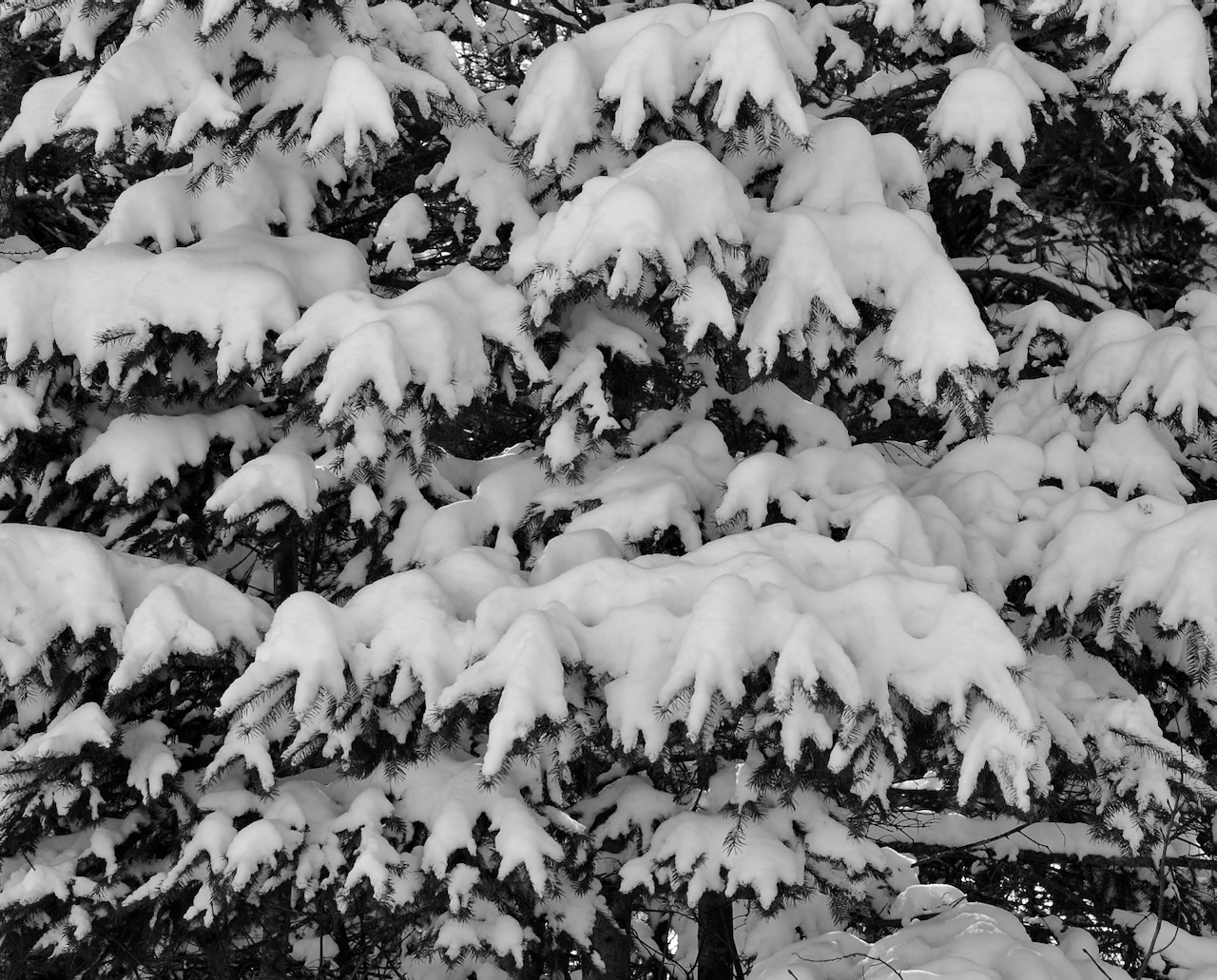DSC_0006.jpeg