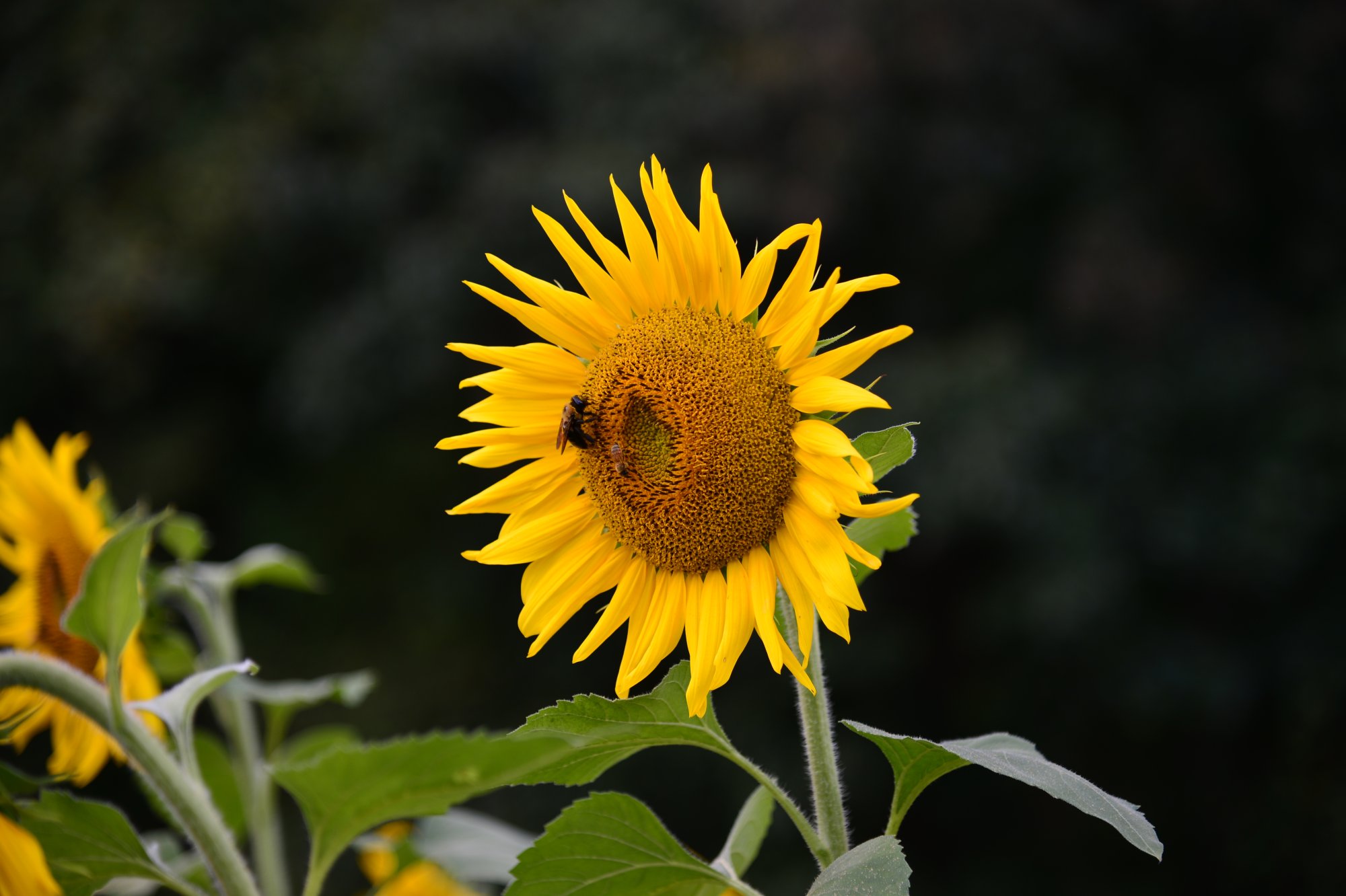 DSC_0014.JPG