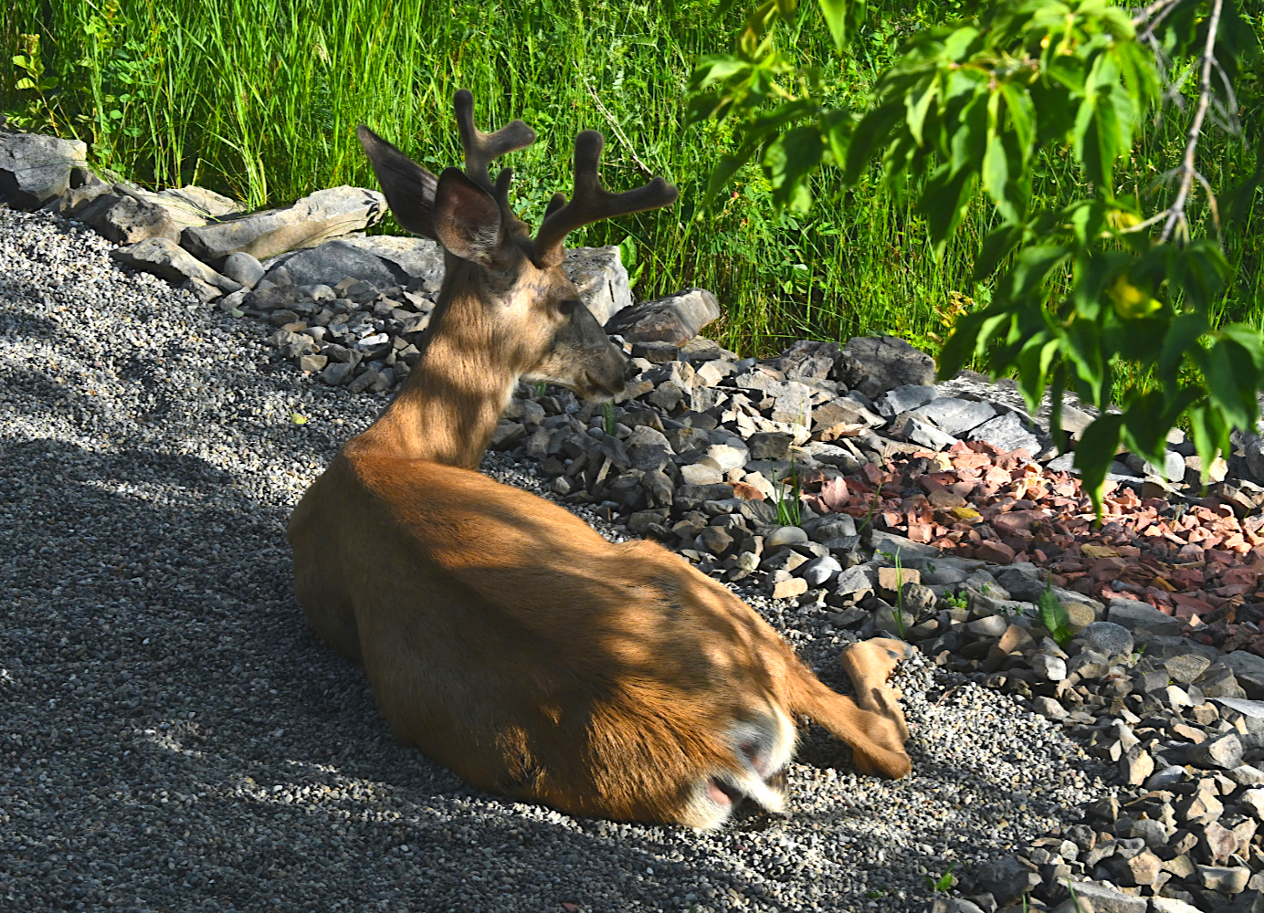 DSC_0407.jpg