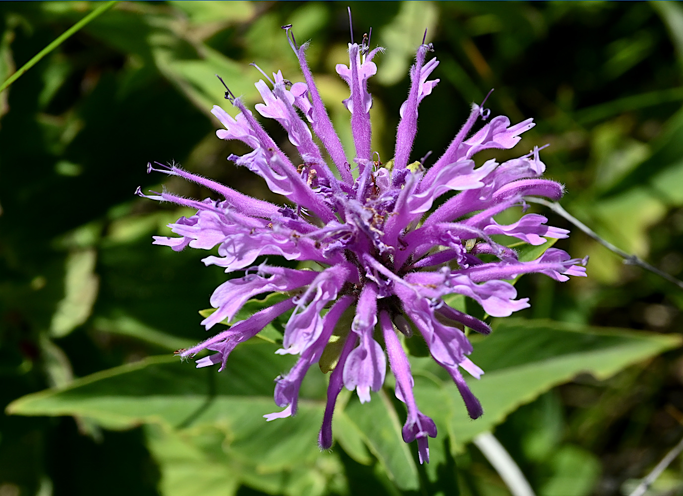 DSC_0419a.jpg