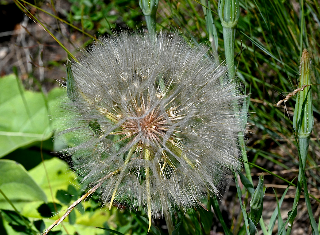 DSC_0420a.jpg