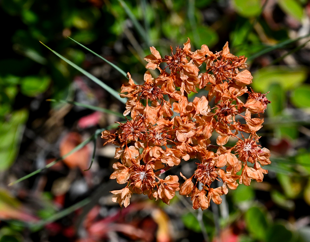 DSC_0423a.jpg