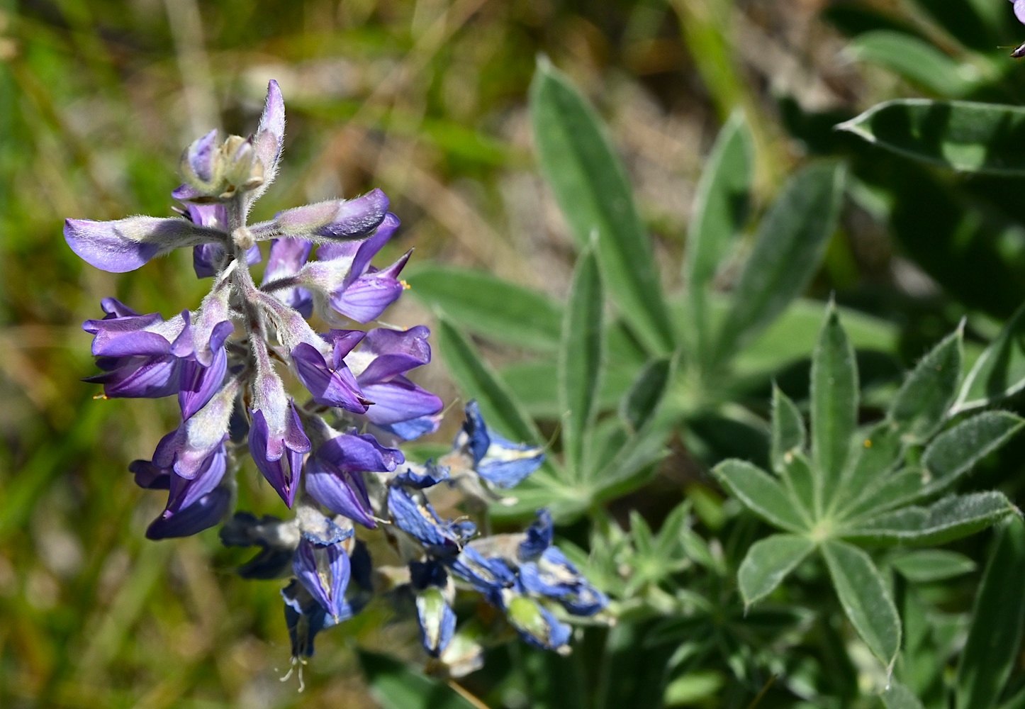 DSC_0424a.jpg