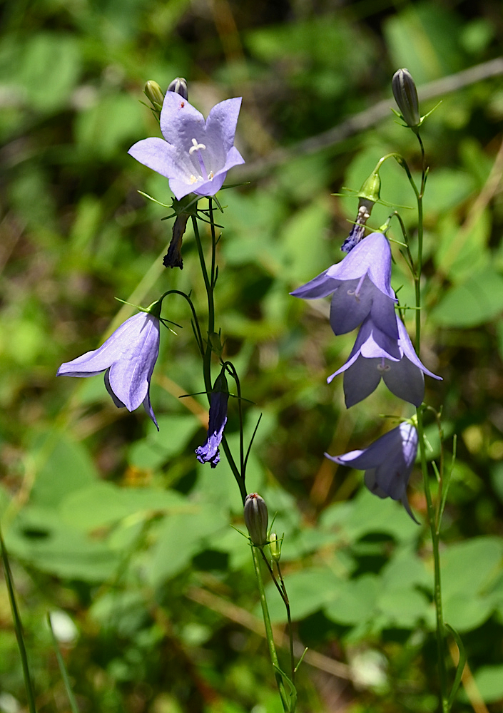 DSC_0425a.jpg