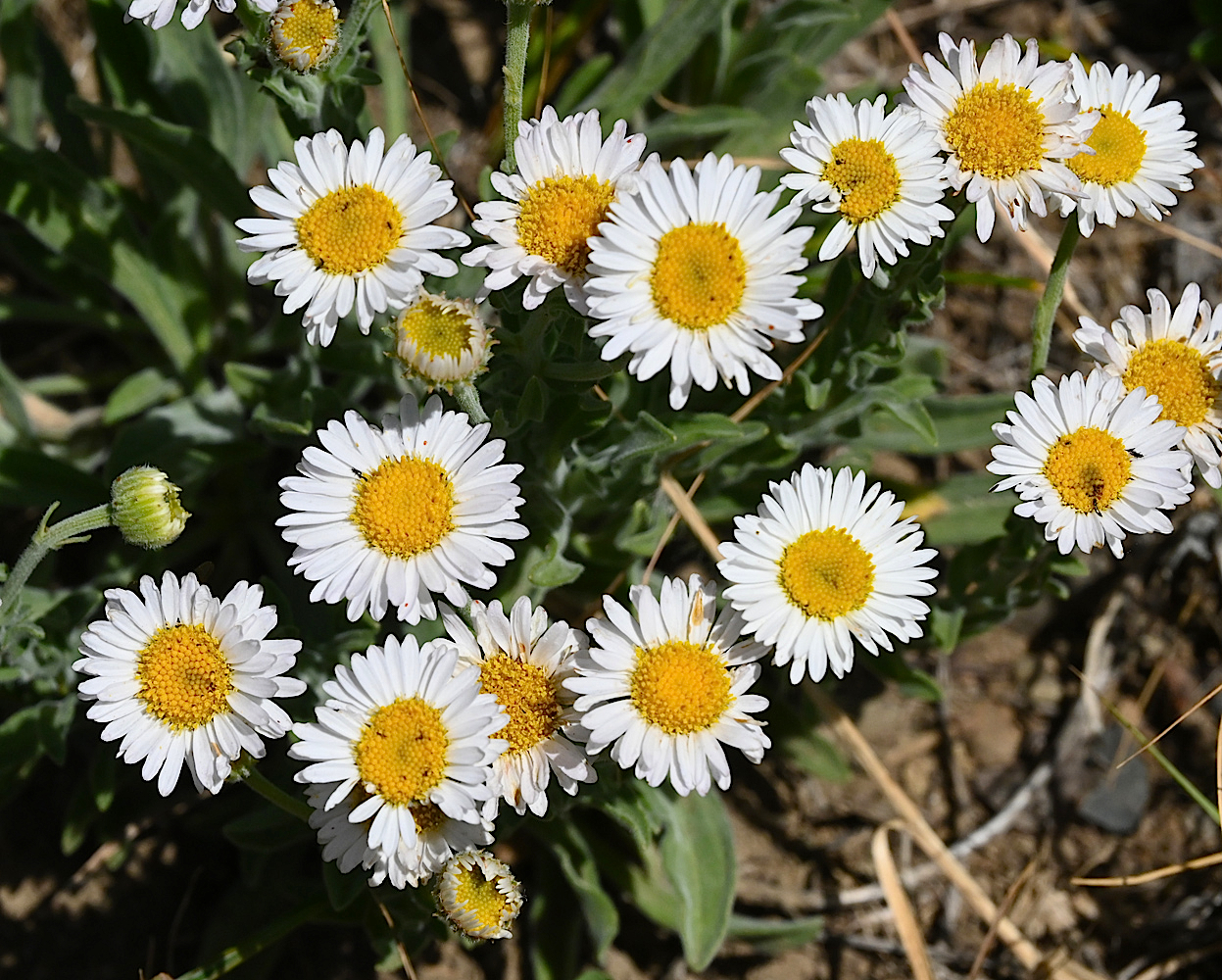 DSC_0429a.jpg