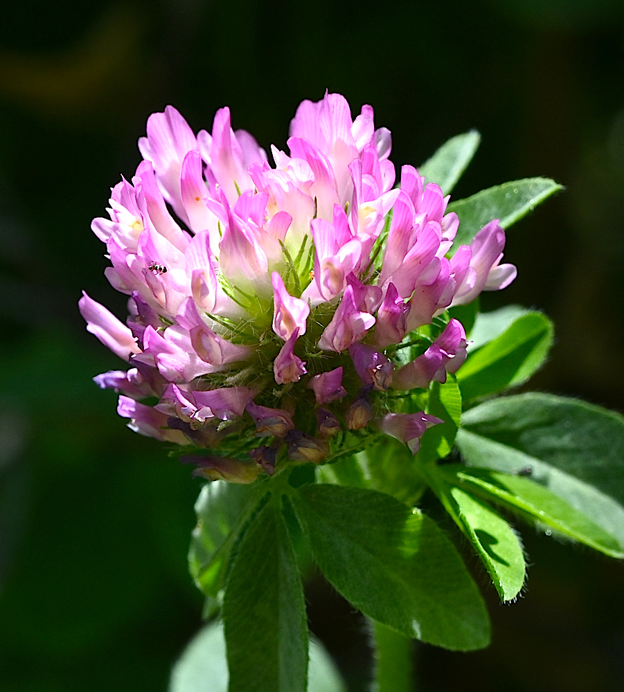 DSC_0436A.jpg