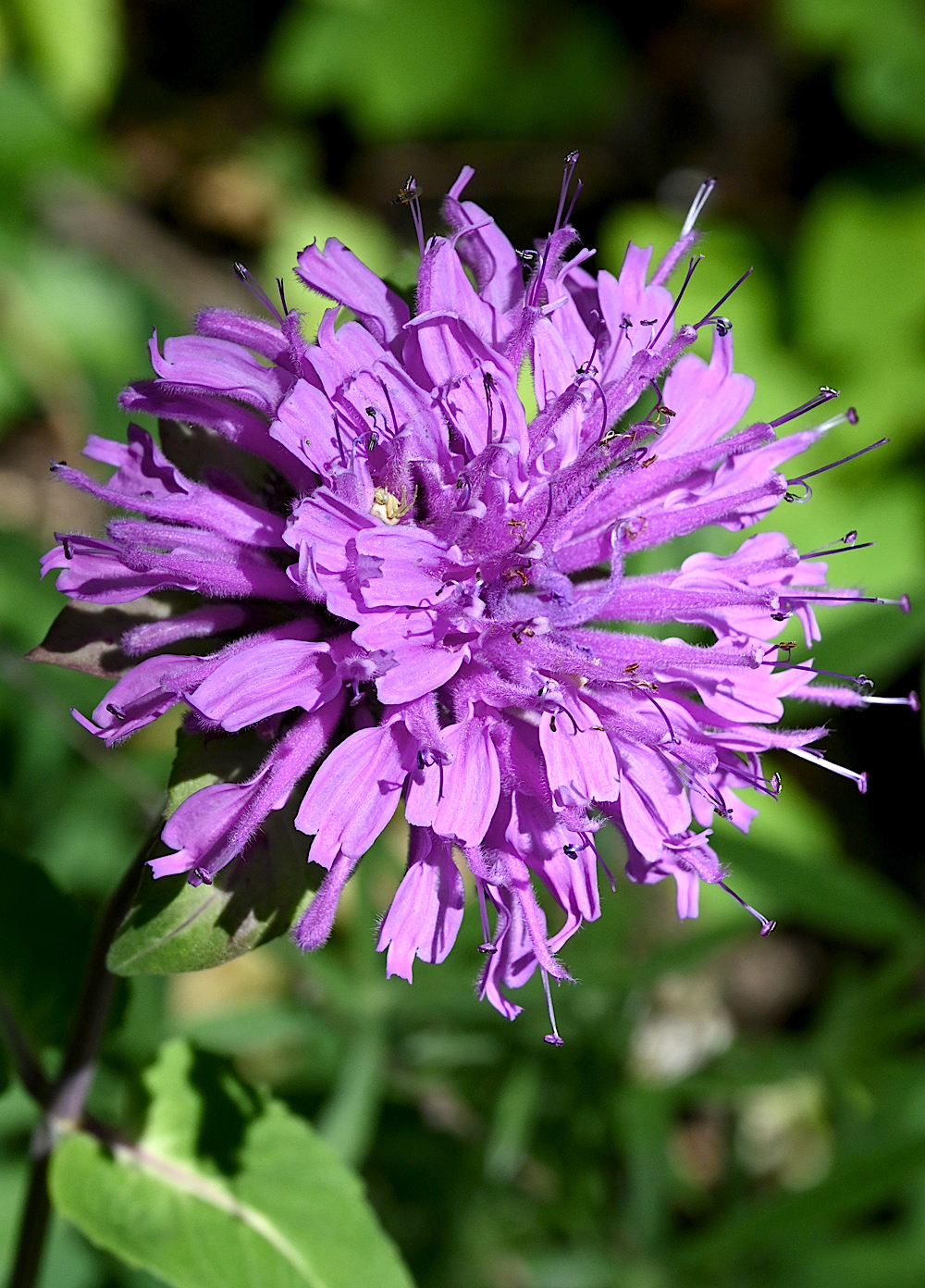 DSC_0437a.jpg