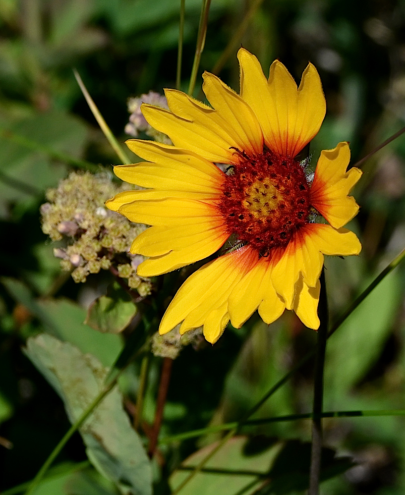 DSC_0446a.jpg