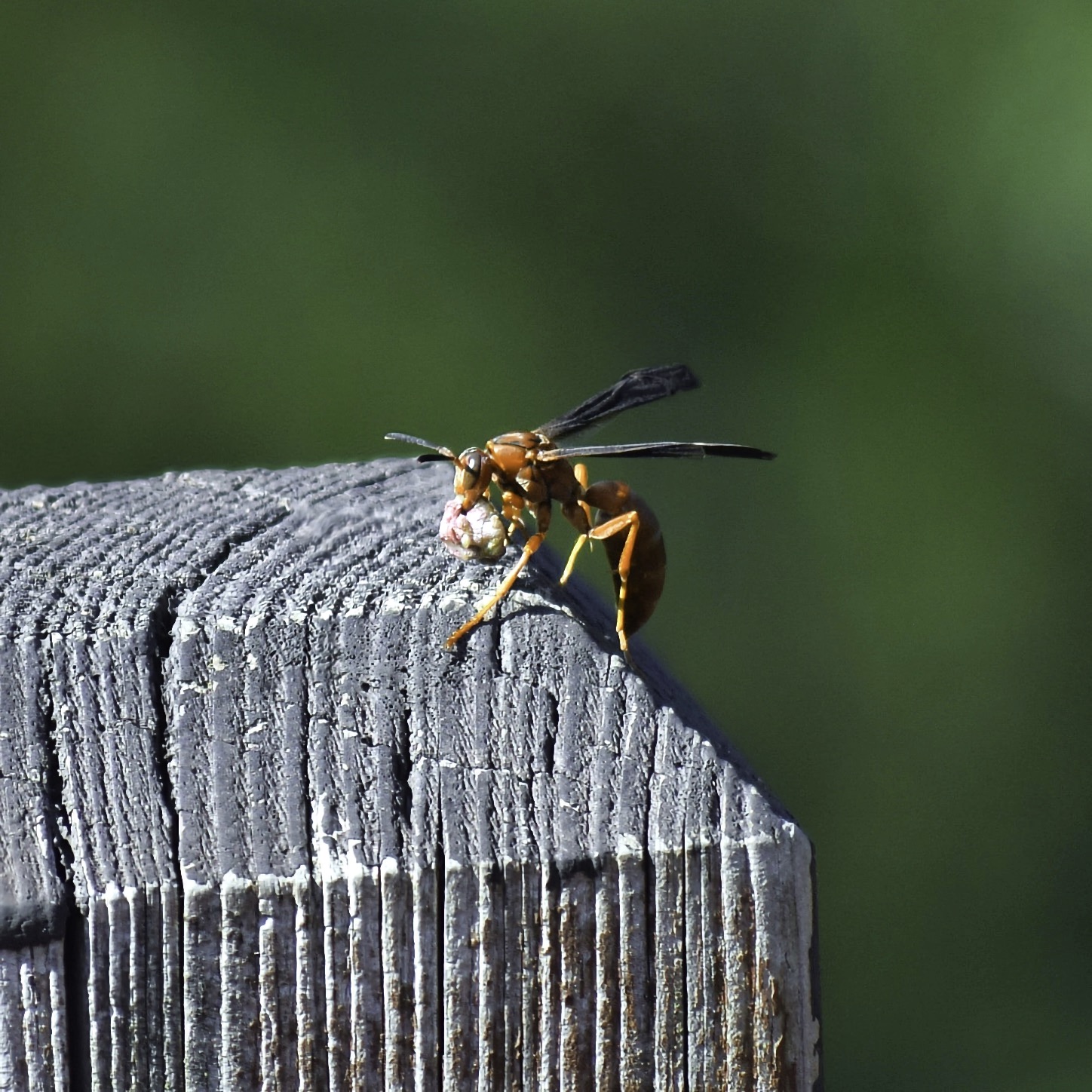 DSC_6423.jpeg
