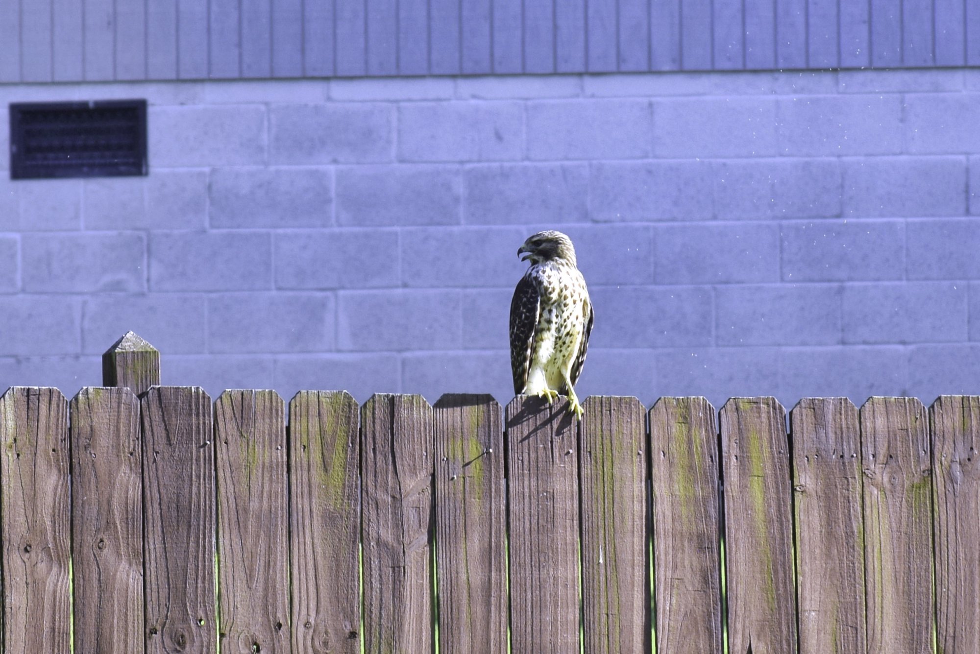 DSC_6433.jpeg