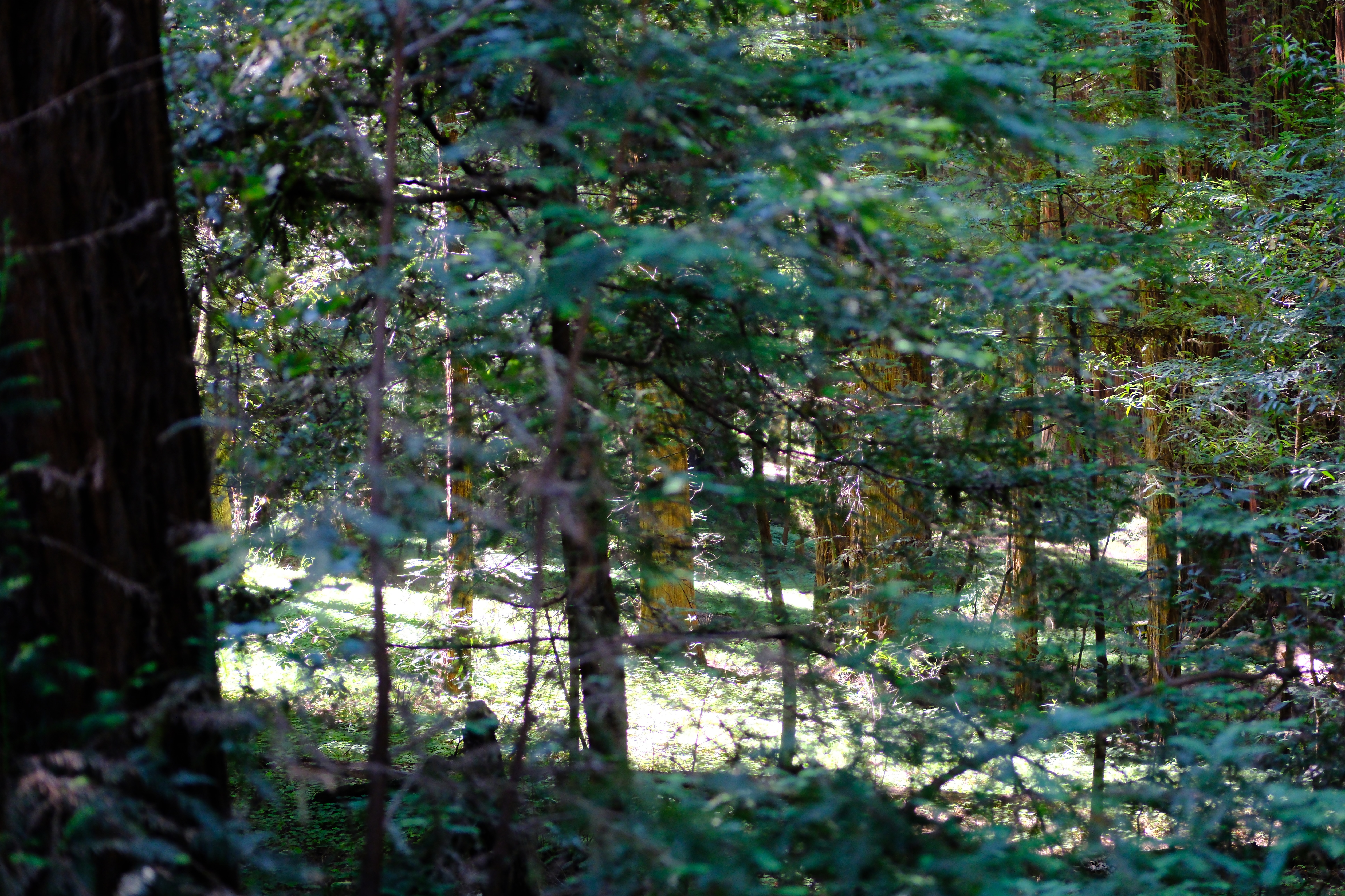 DSCF0227.jpeg