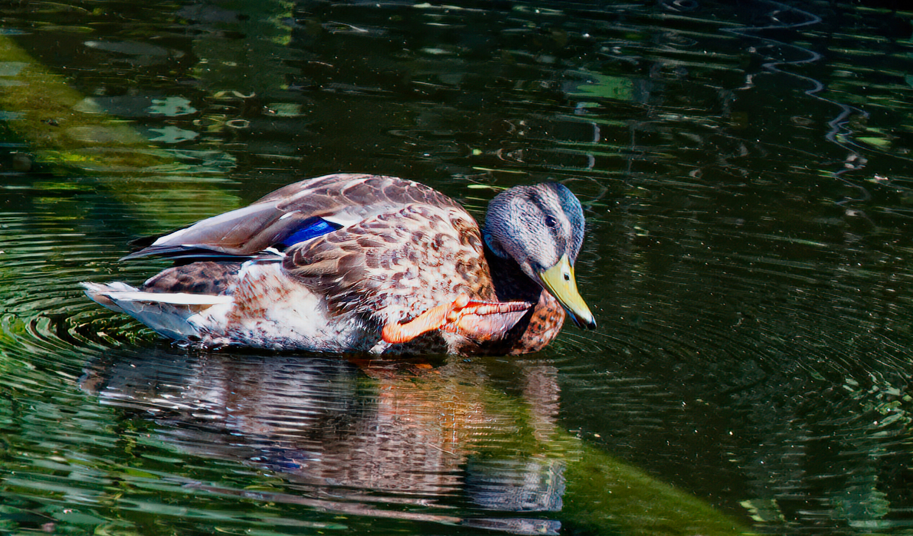 Duck Getting on the Log.jpeg