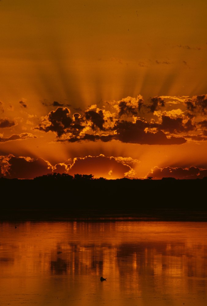 Duck Sunset.jpg