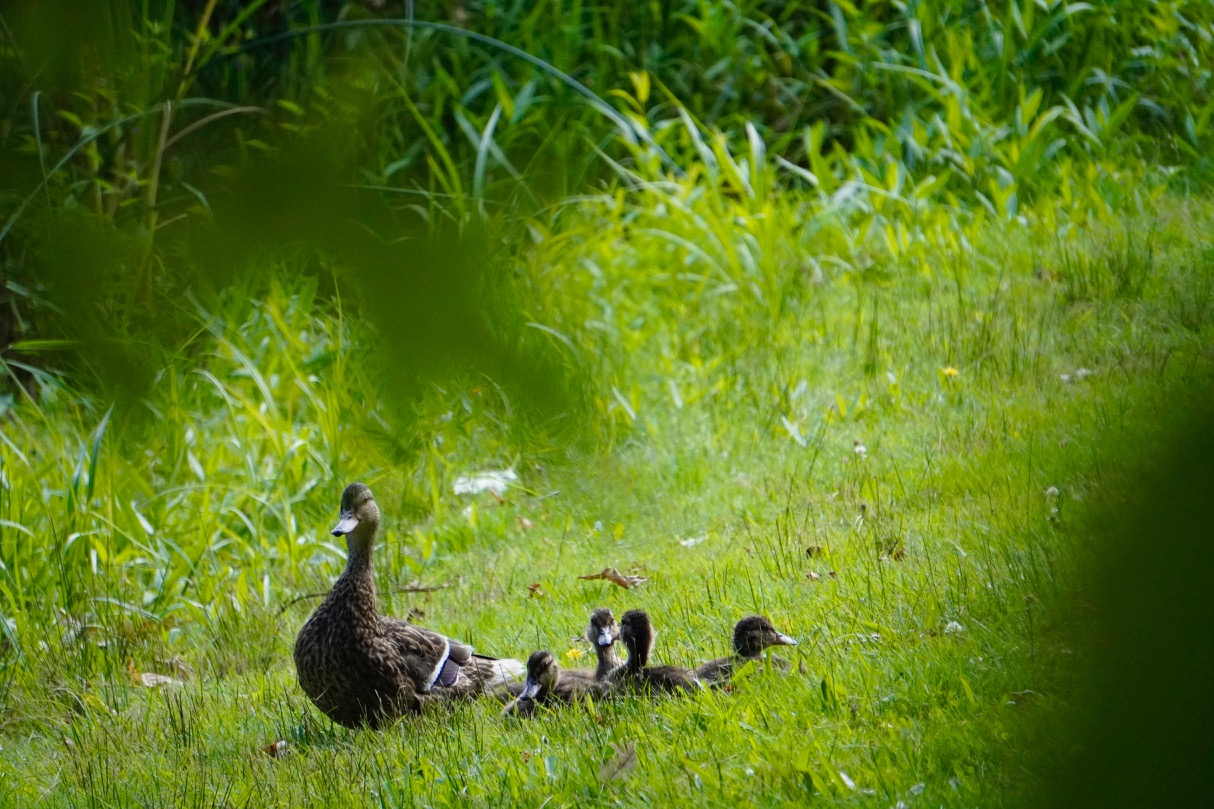 Duck with ducklings.jpg