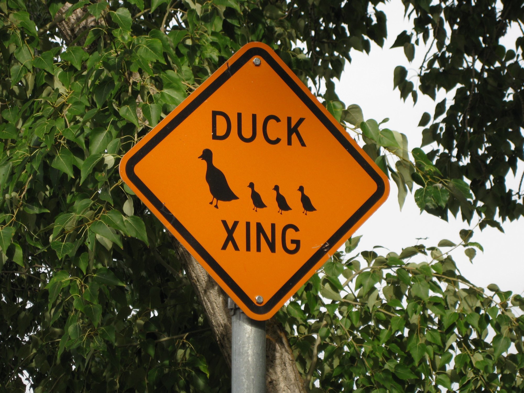 duck_crossing.jpg