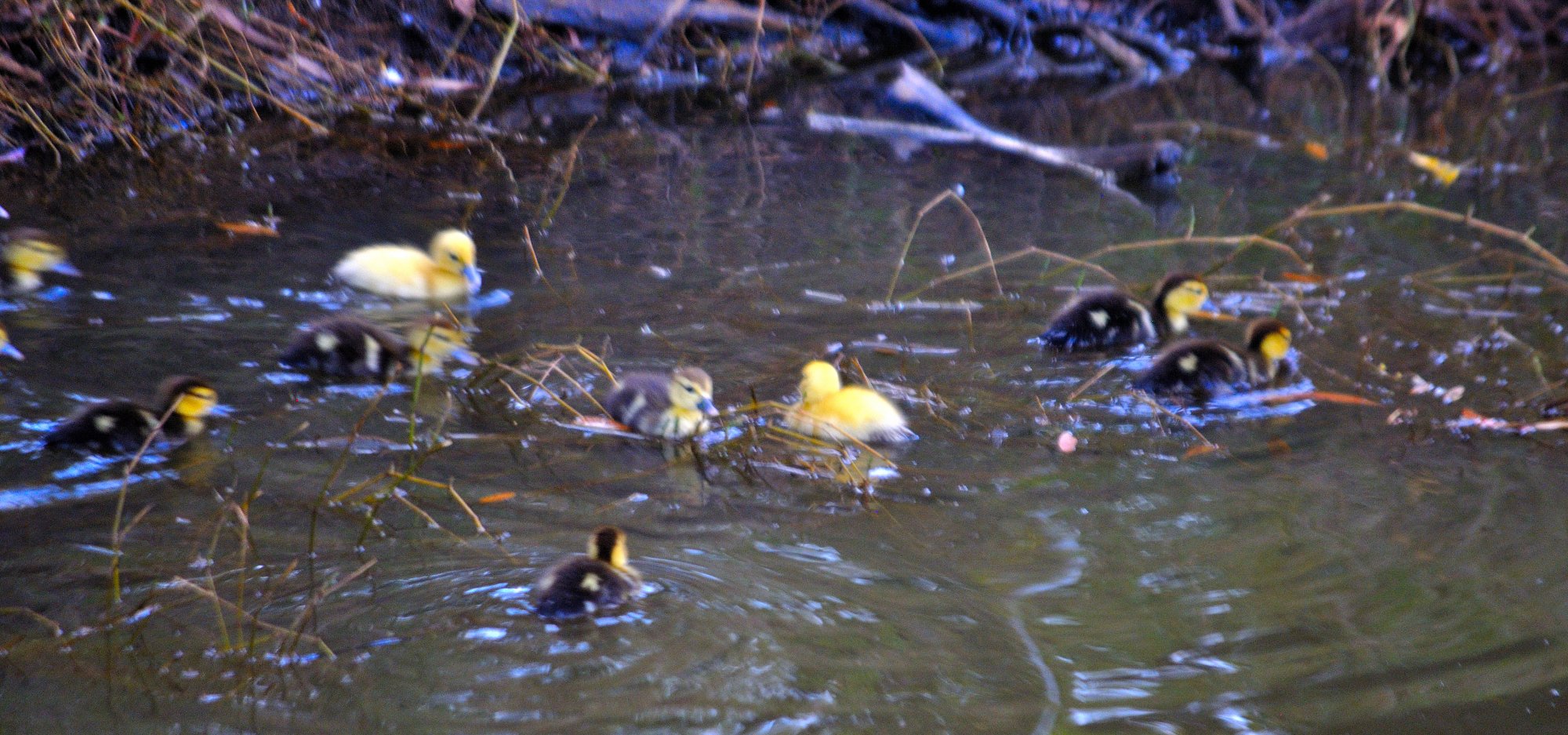 ducklings.JPG