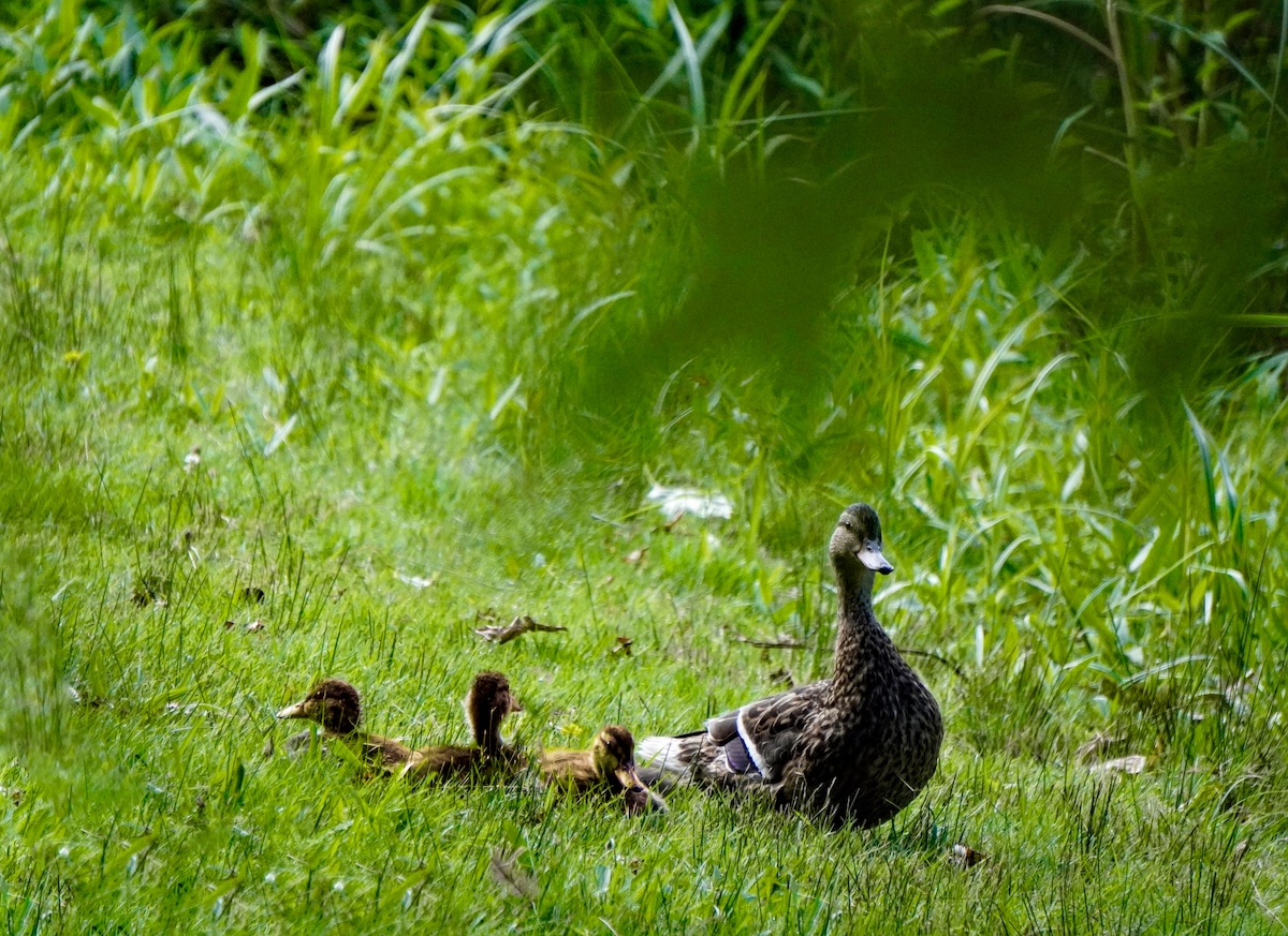 Ducklings with Duck.jpeg