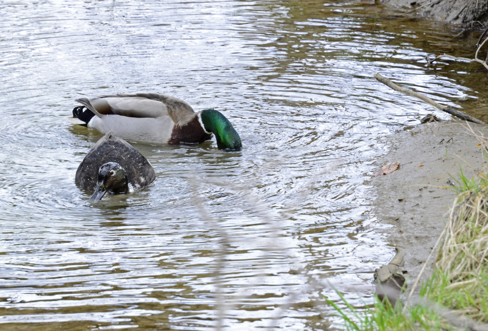 Ducks 01 resize.jpg