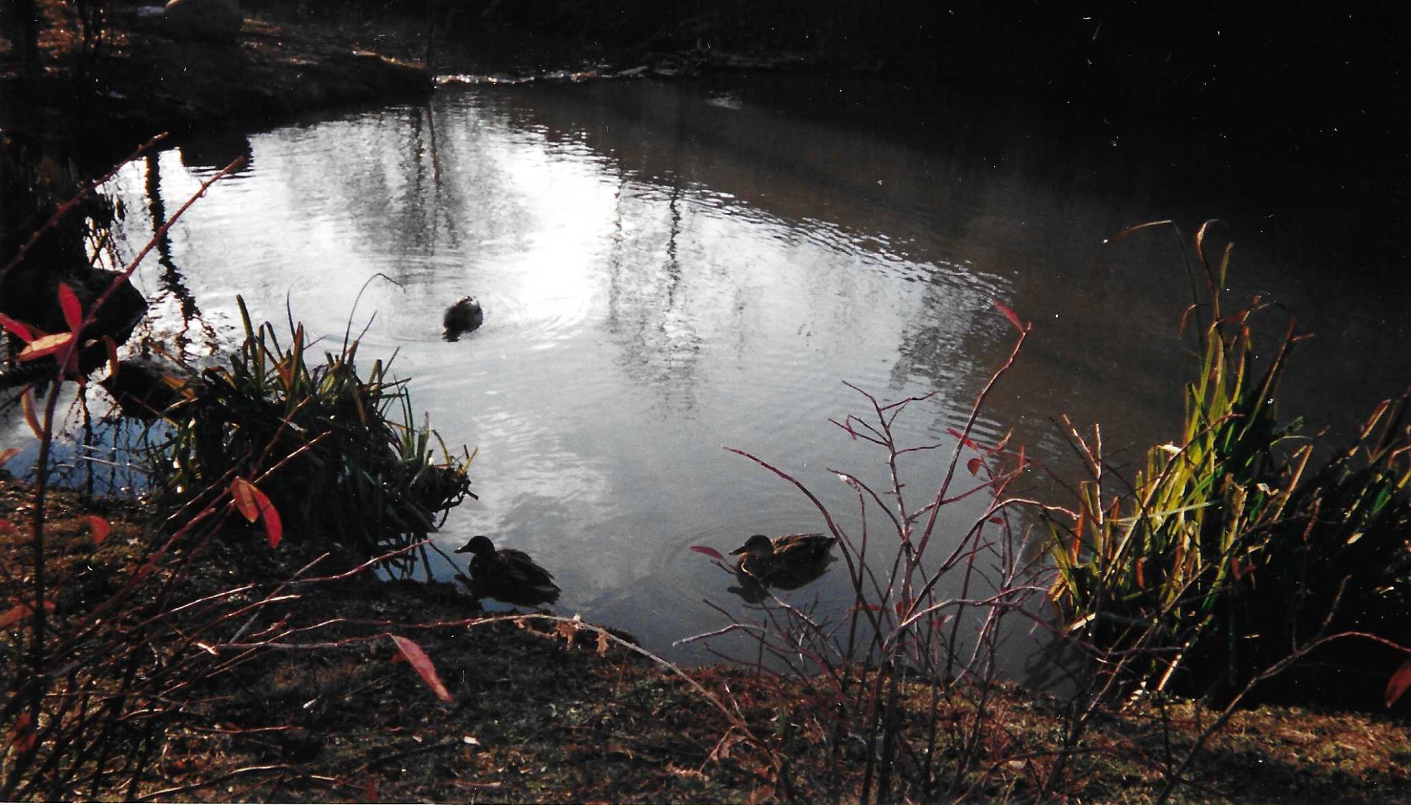 Ducks in a pond.jpeg