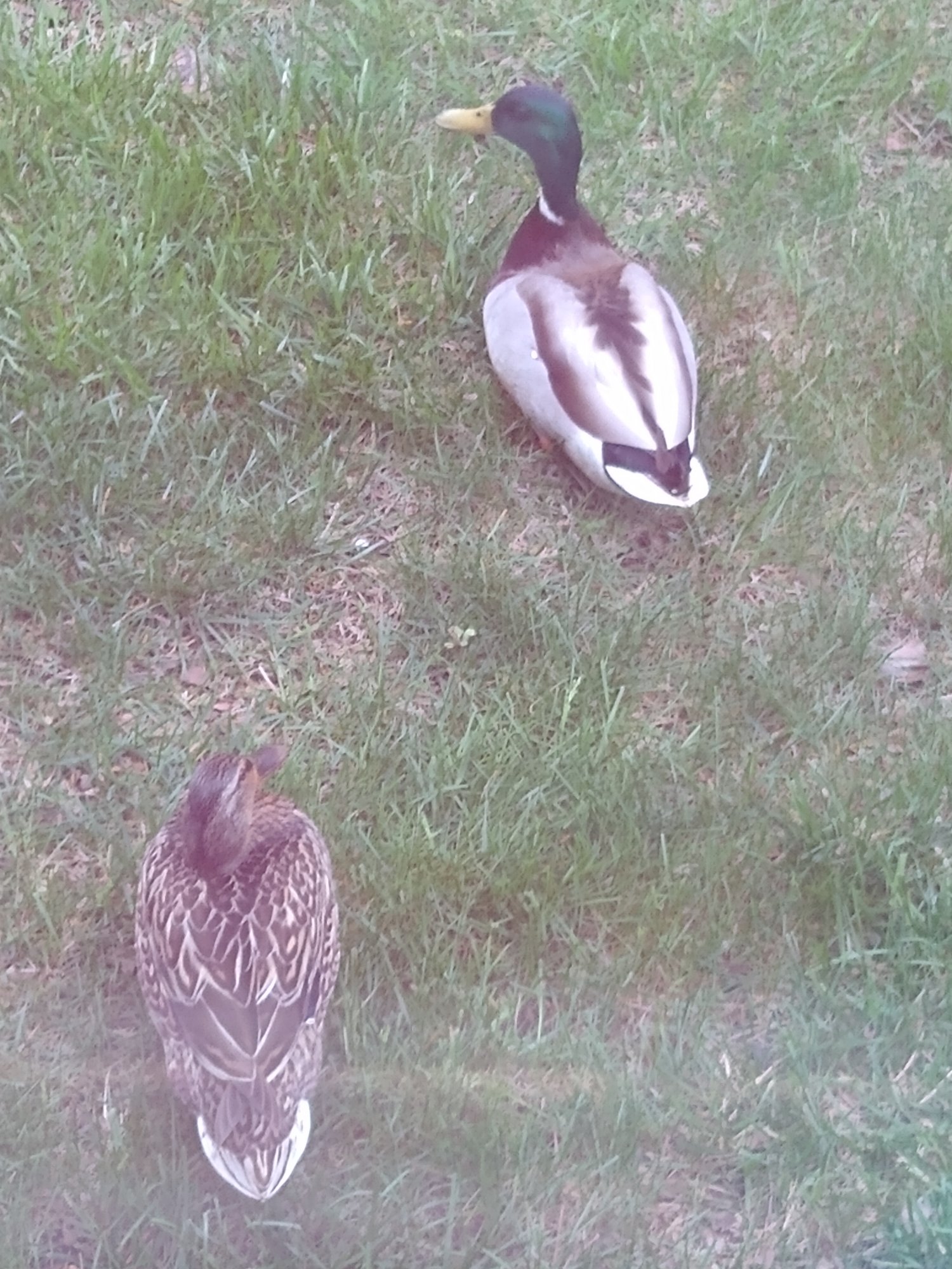 Ducks in front yard.jpg