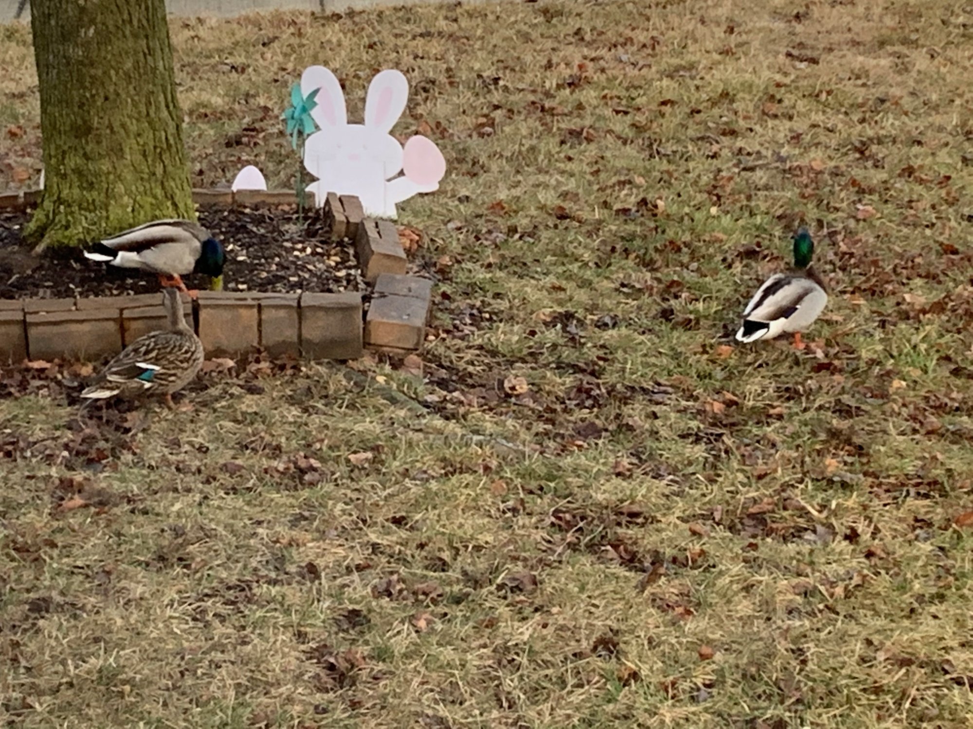 Ducks in front yard with Easter decorations.jpeg