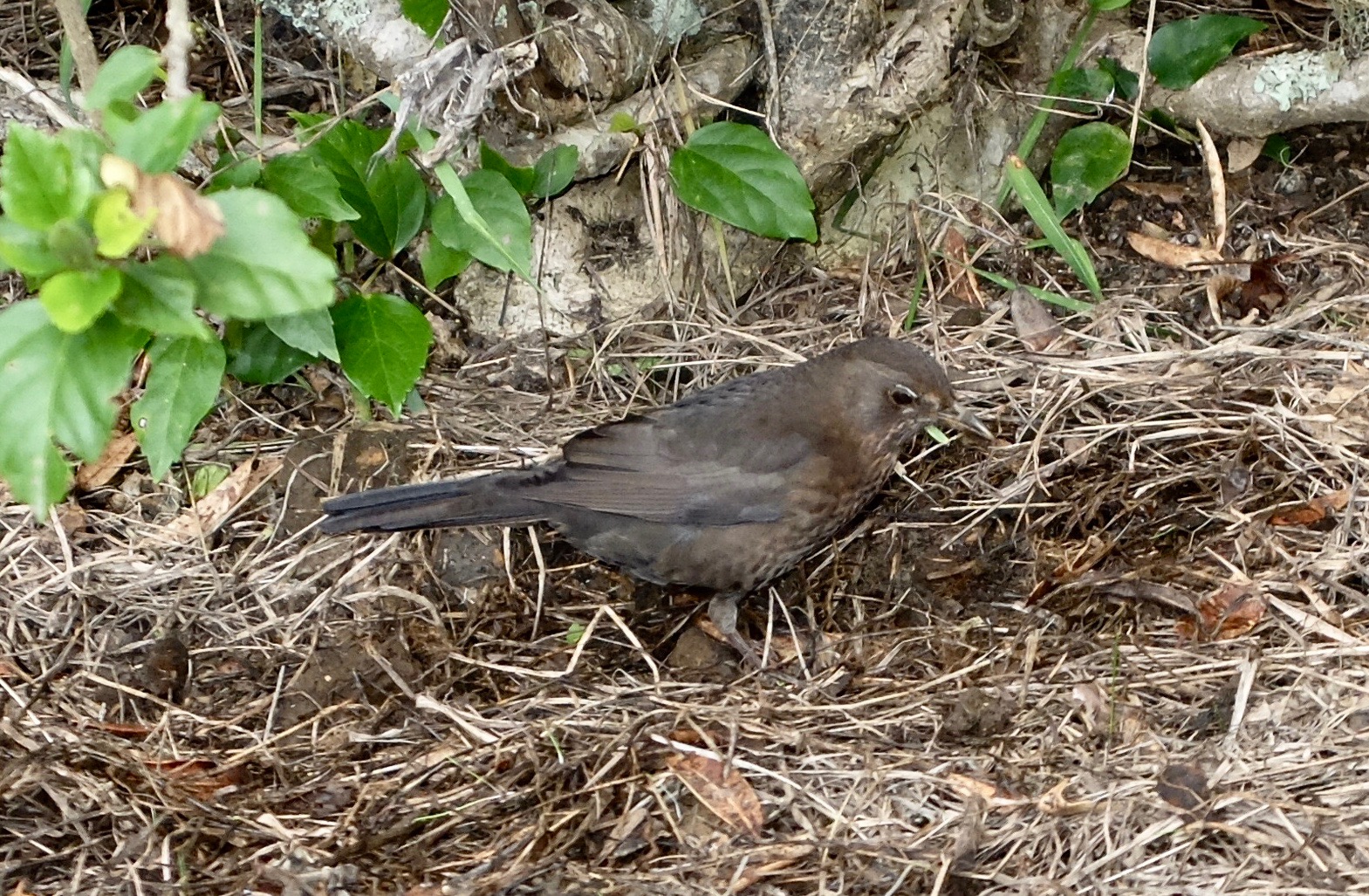 Dunnock.jpg