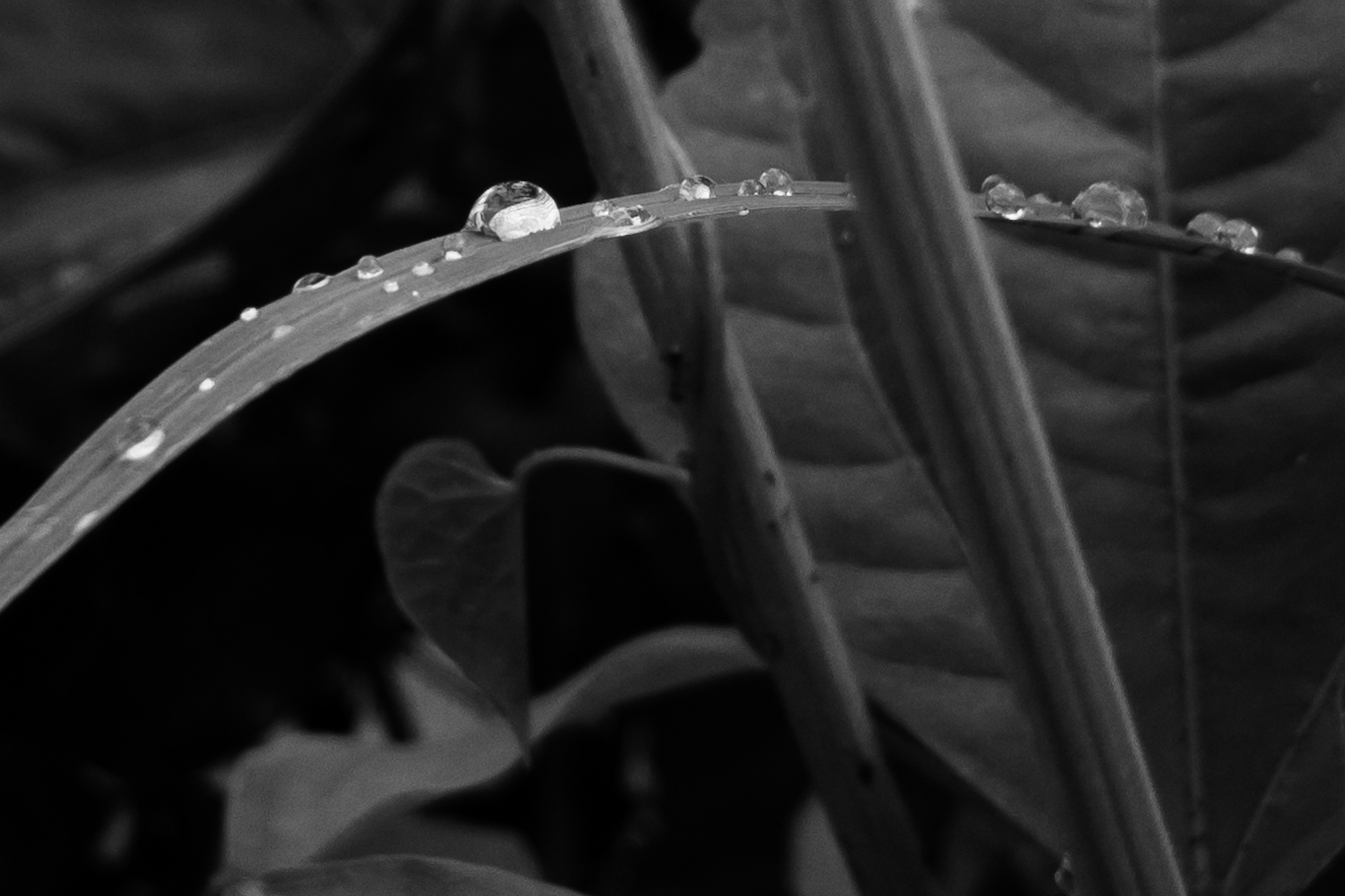 E1F9C207-B156-4F74-B87C-8AACFA75C867.jpeg