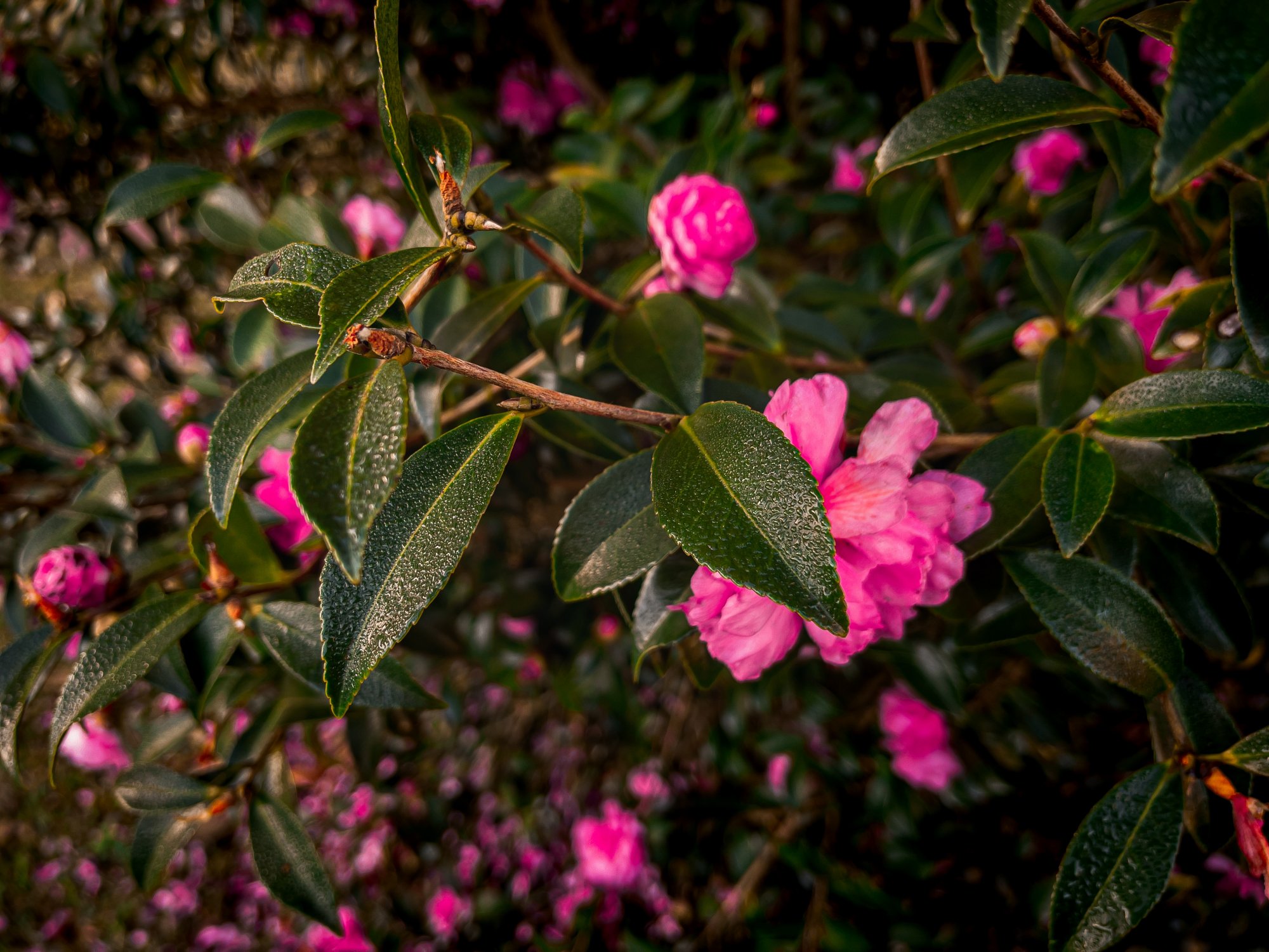 E71571E2-407A-4087-8E19-EDB9CD5B7356.jpeg