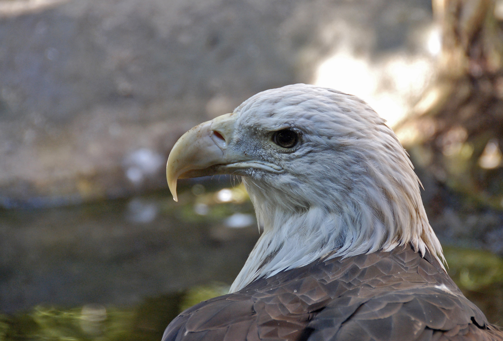 Eagle-1 resize.jpg