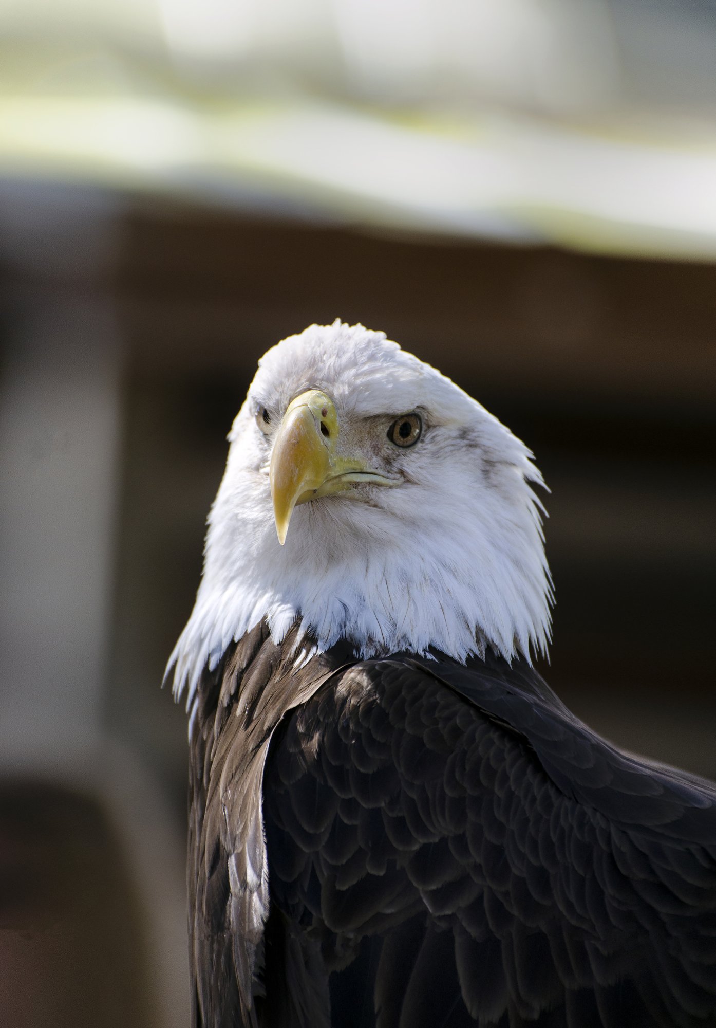 Eagle 2500px.jpg