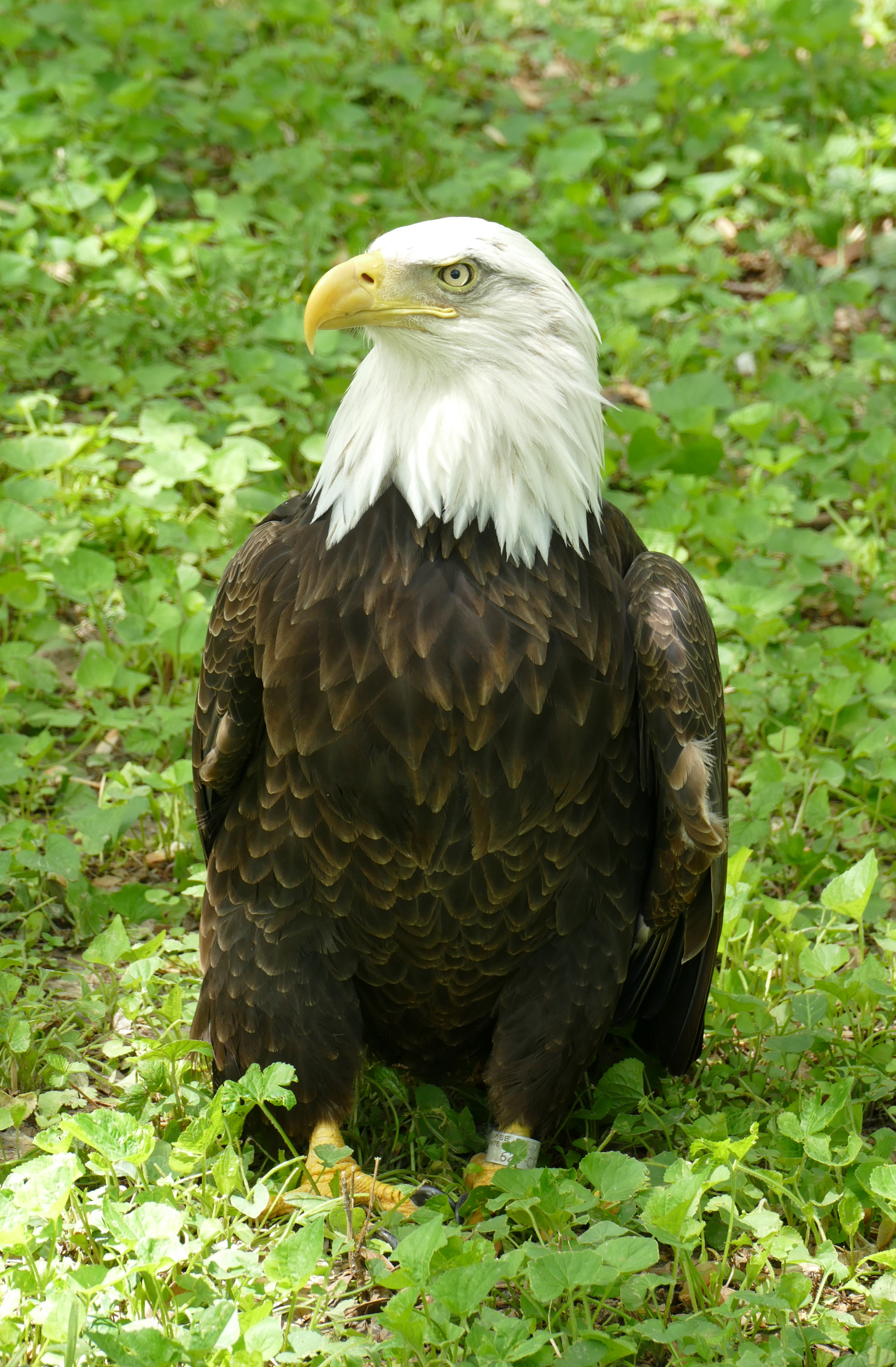 eagle.jpg