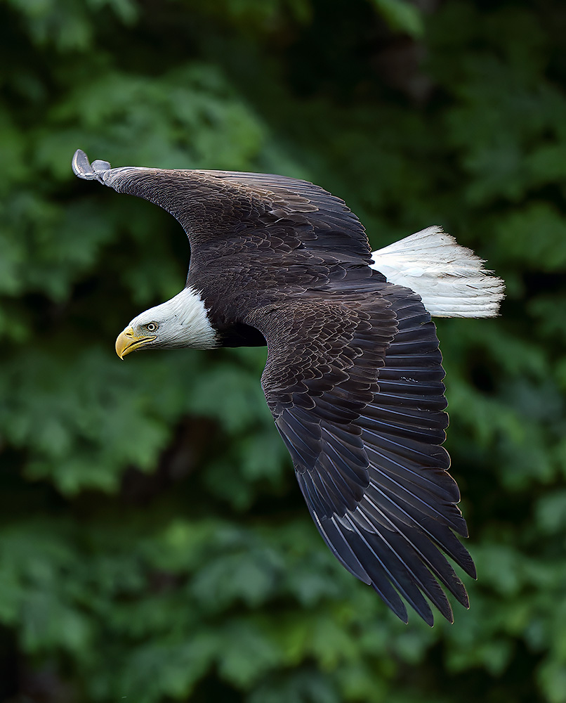 Eagle_0875_1000p.jpg