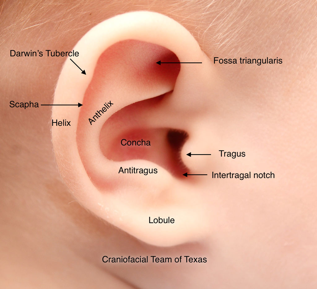 ear-anatomy-baby.jpg