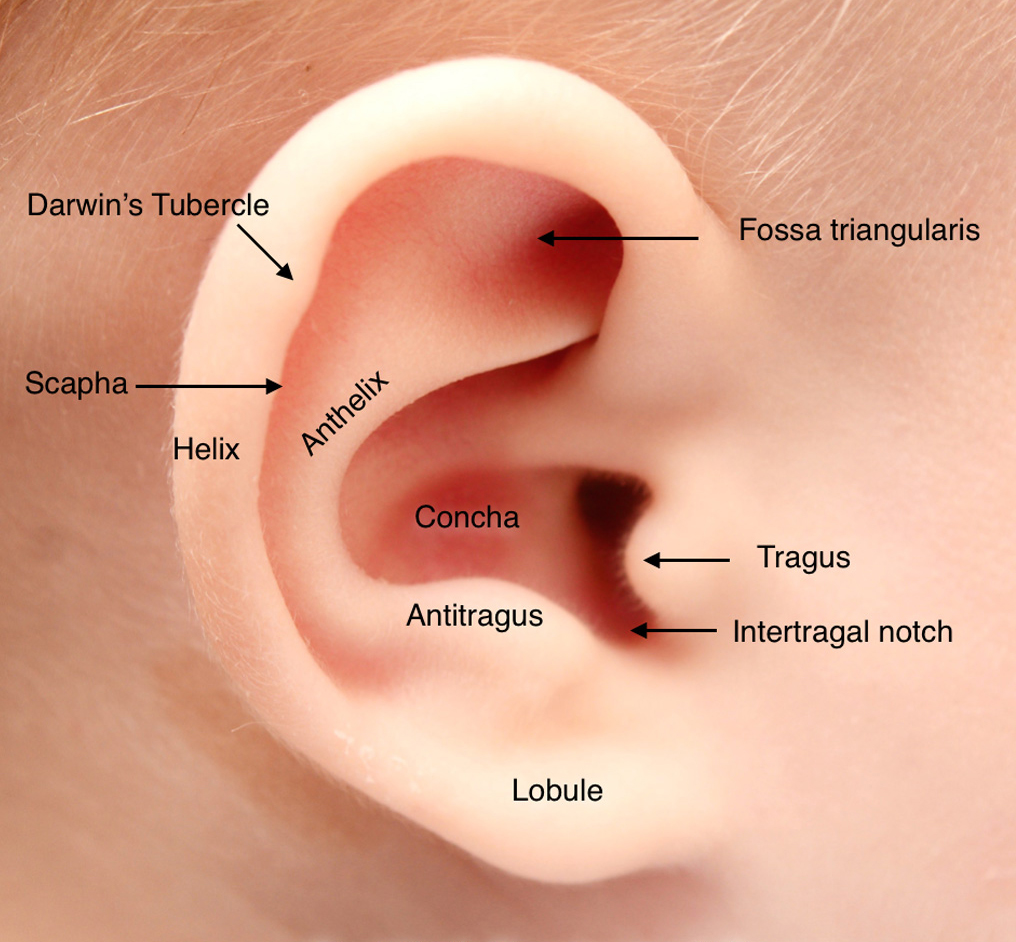 ear-anatomy.jpg