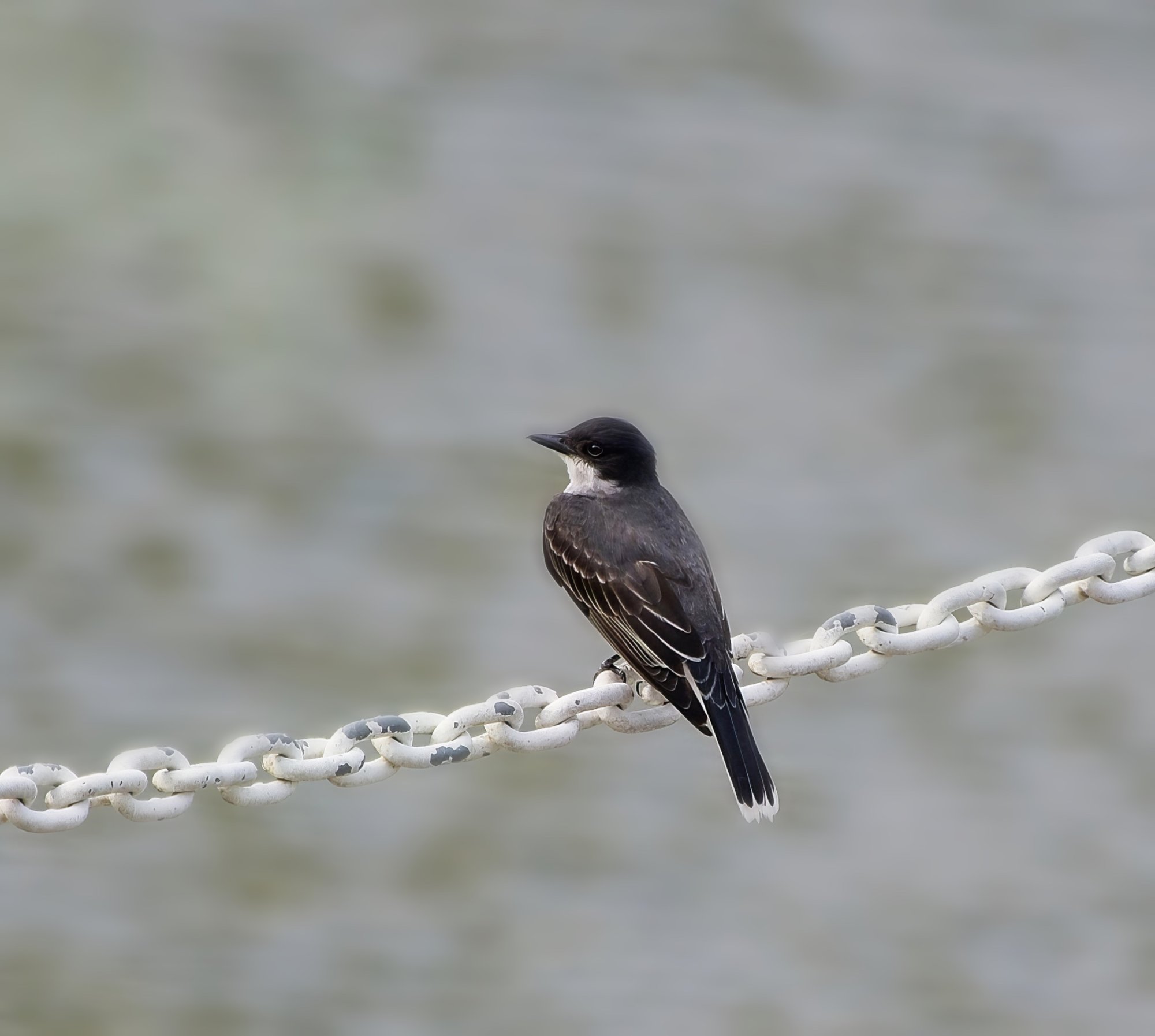 Eastern Kingbird at the Pier.jpeg