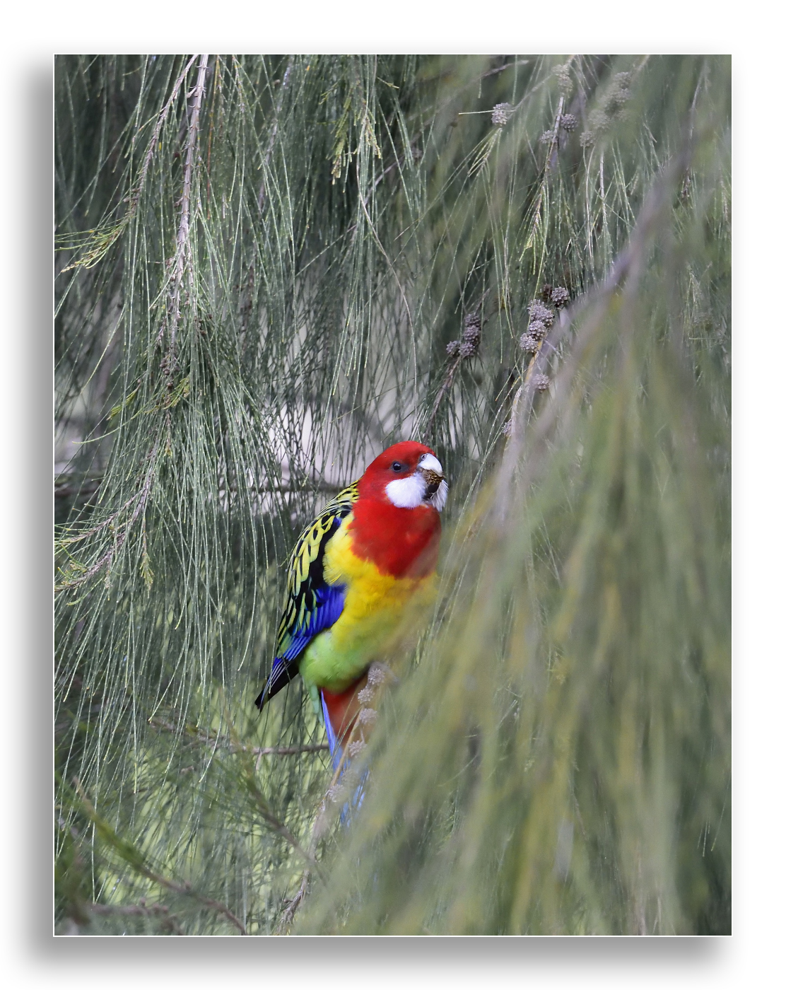 Eastern Rosella.jpg