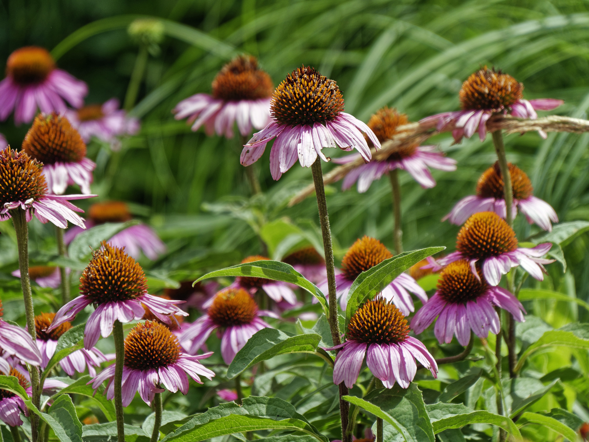 echinacea2k.jpg