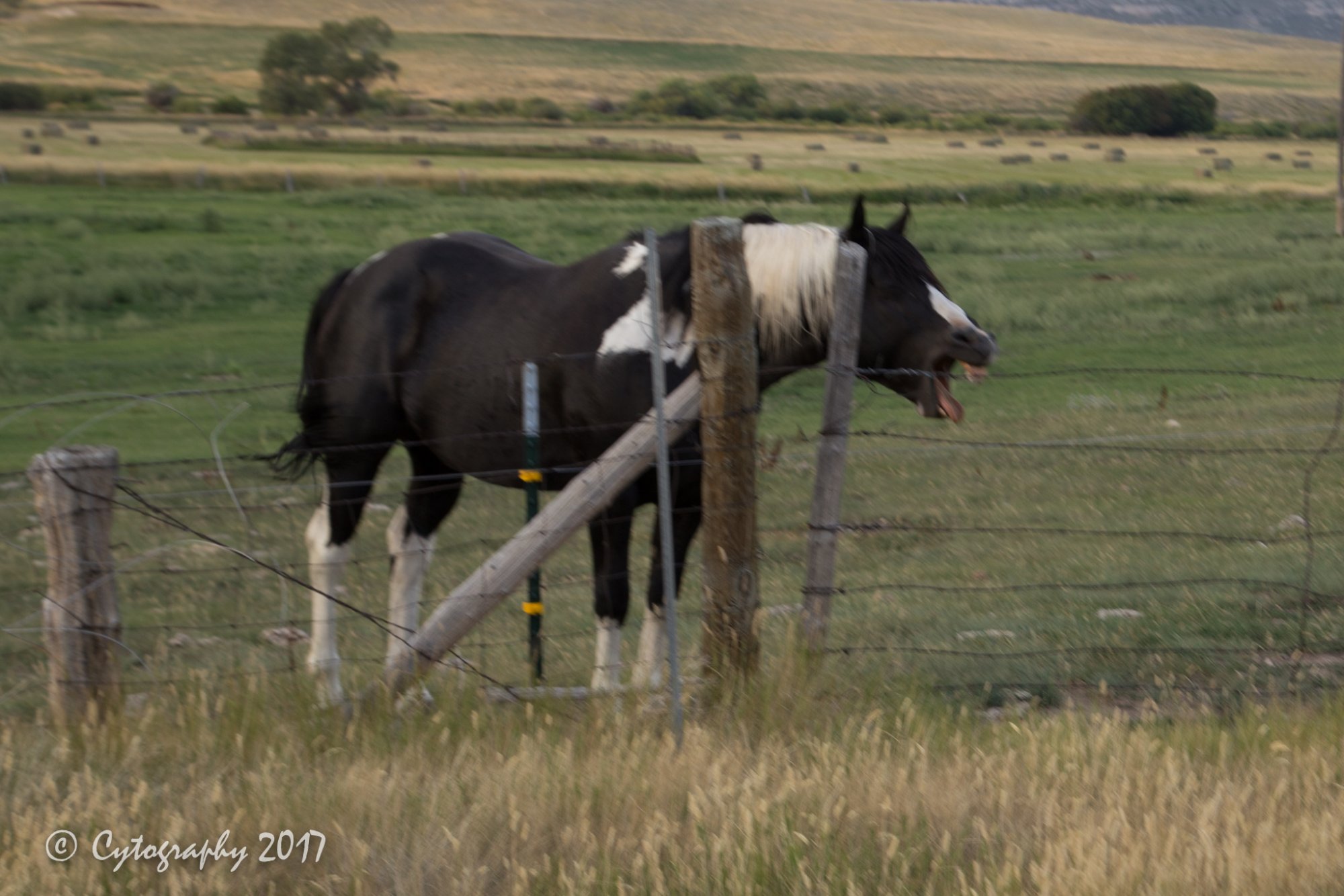 Eclipse Trip Grants Ranch-1746.jpg