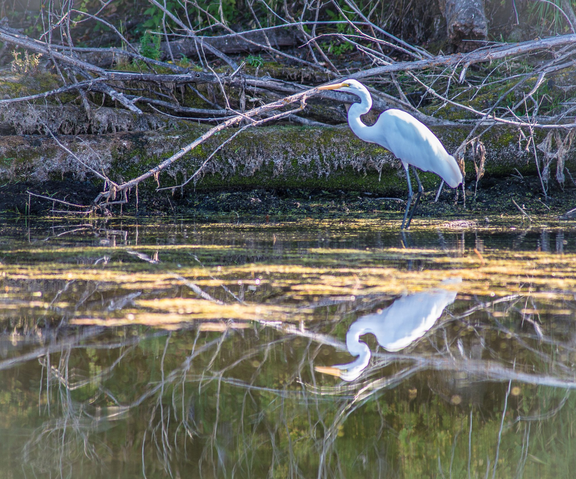 Egret Fishing Buddy.jpg